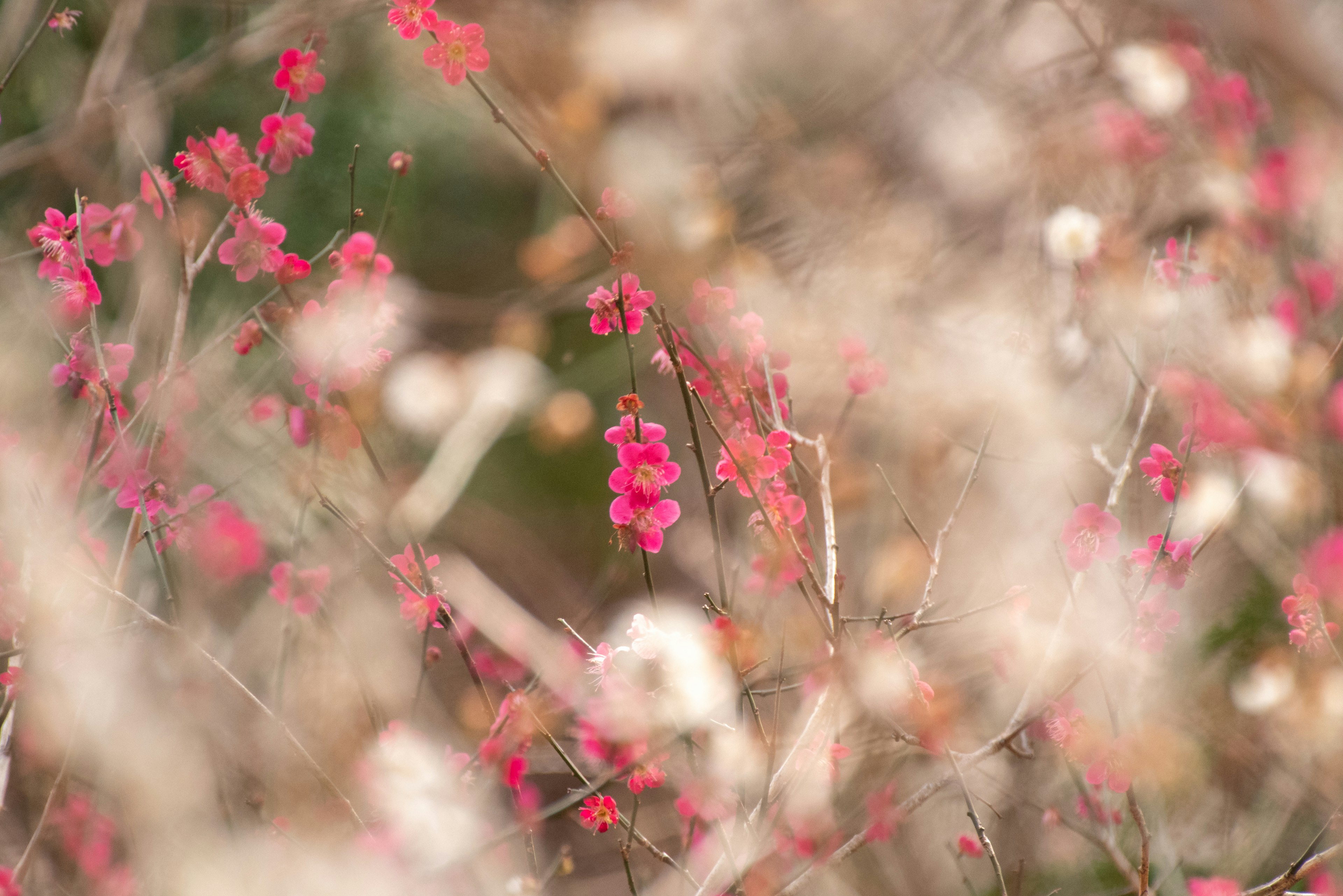 淡いピンクと白の花が混ざり合うぼやけた風景