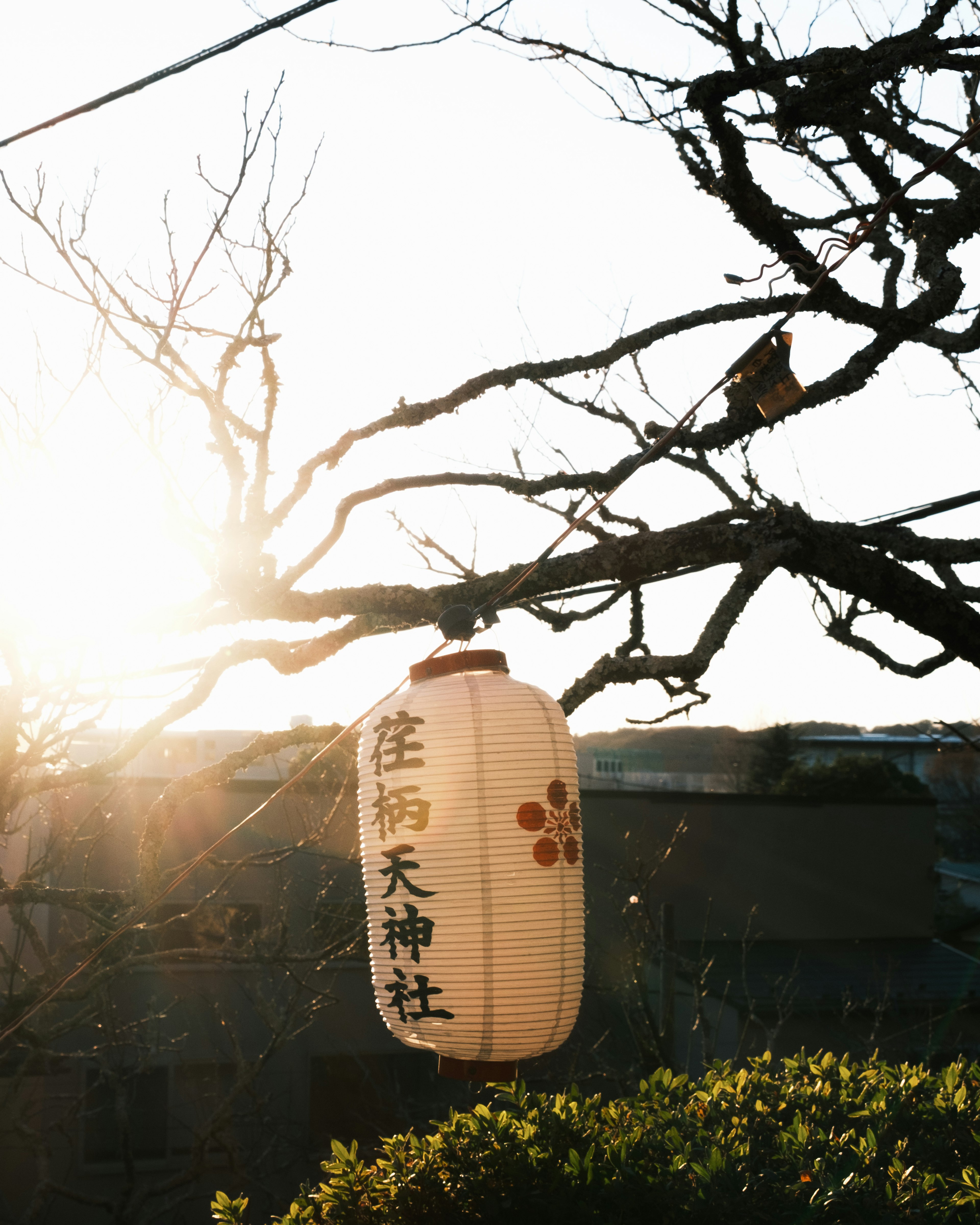 懸掛在樹枝上的日本燈籠，背景是日落