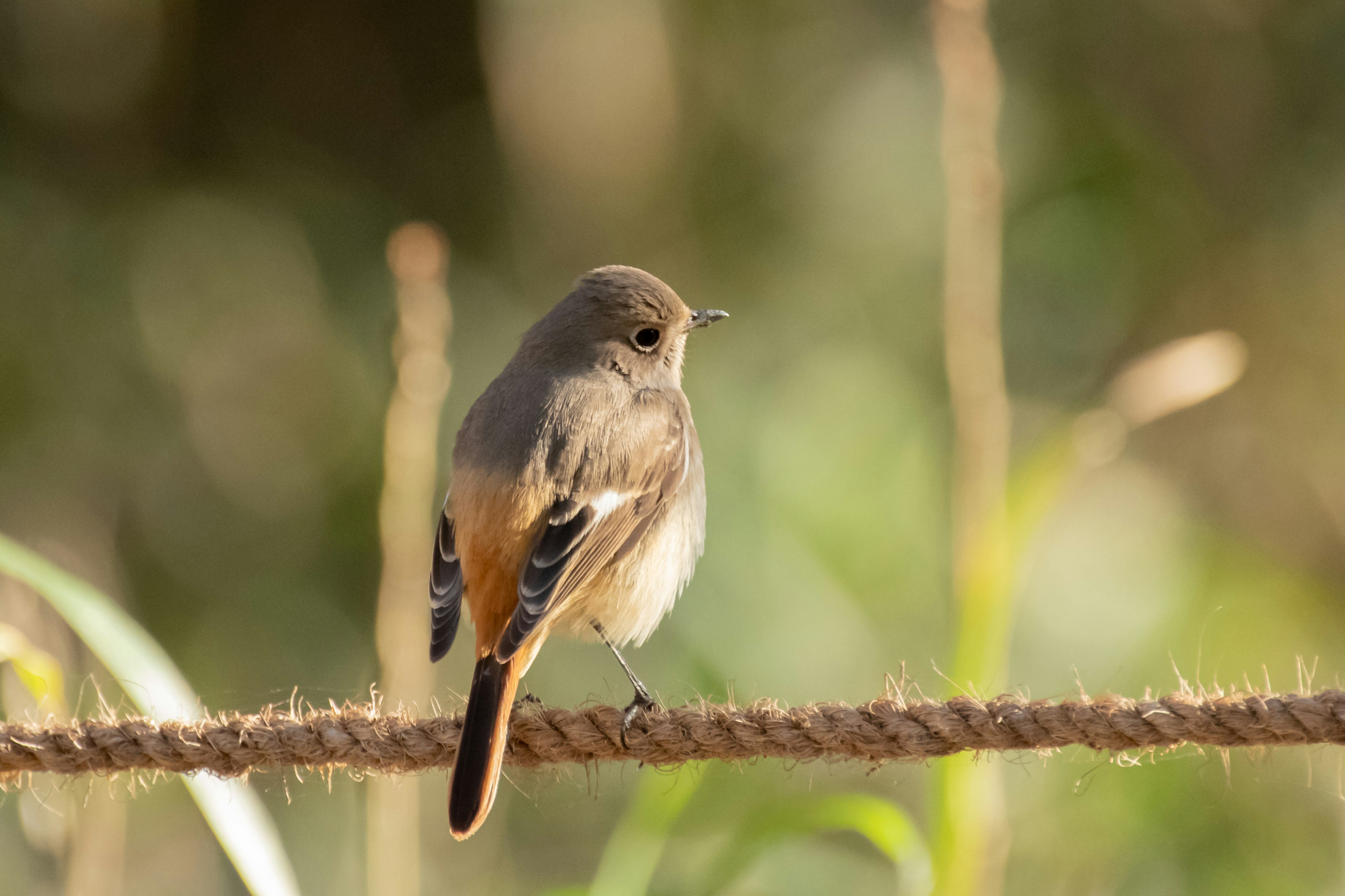 Ein kleiner Vogel sitzt auf einem Seil vor einem verschwommenen grünen Hintergrund