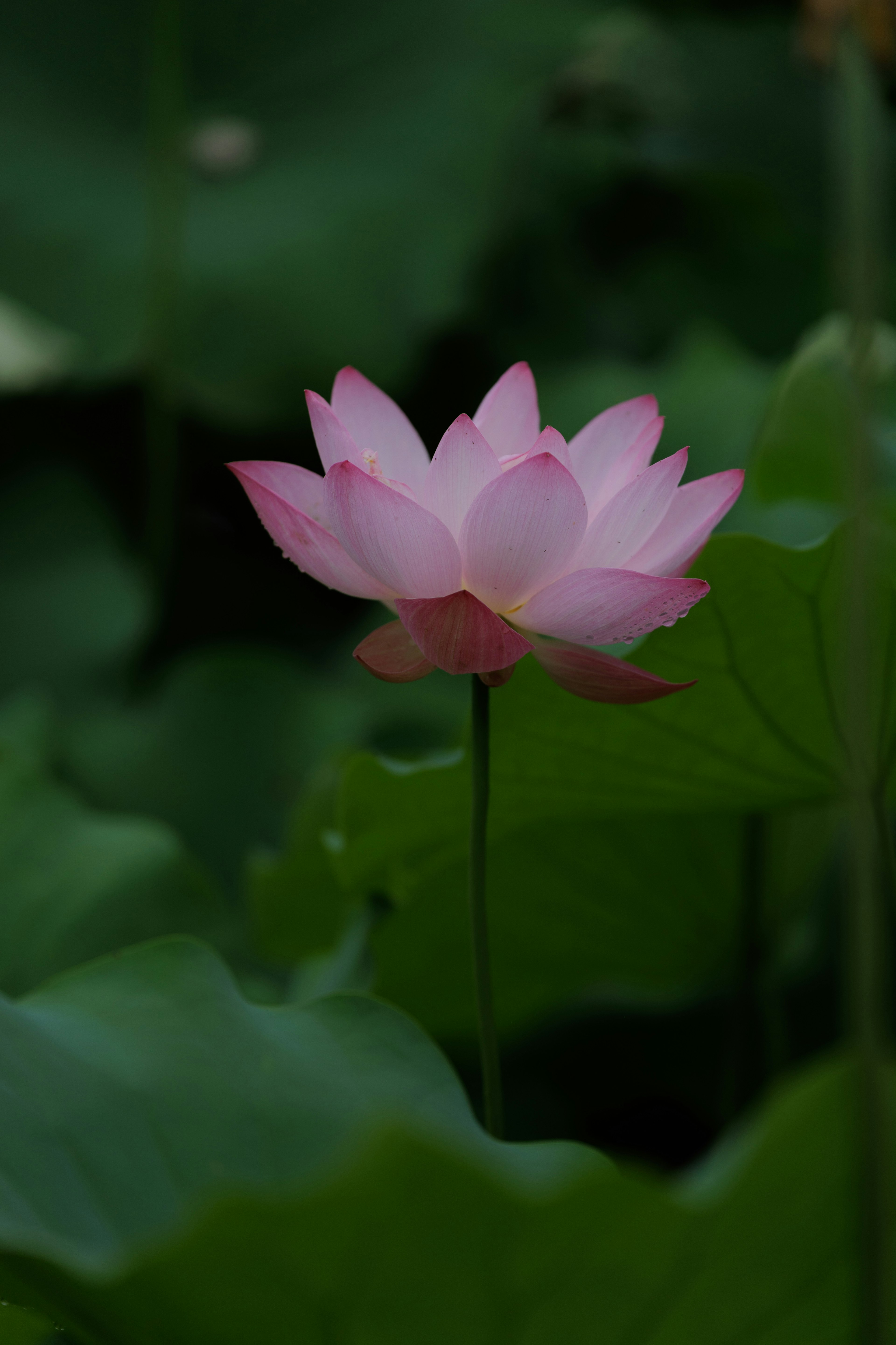 Schöne rosa Lotusblume, die zwischen grünen Blättern blüht