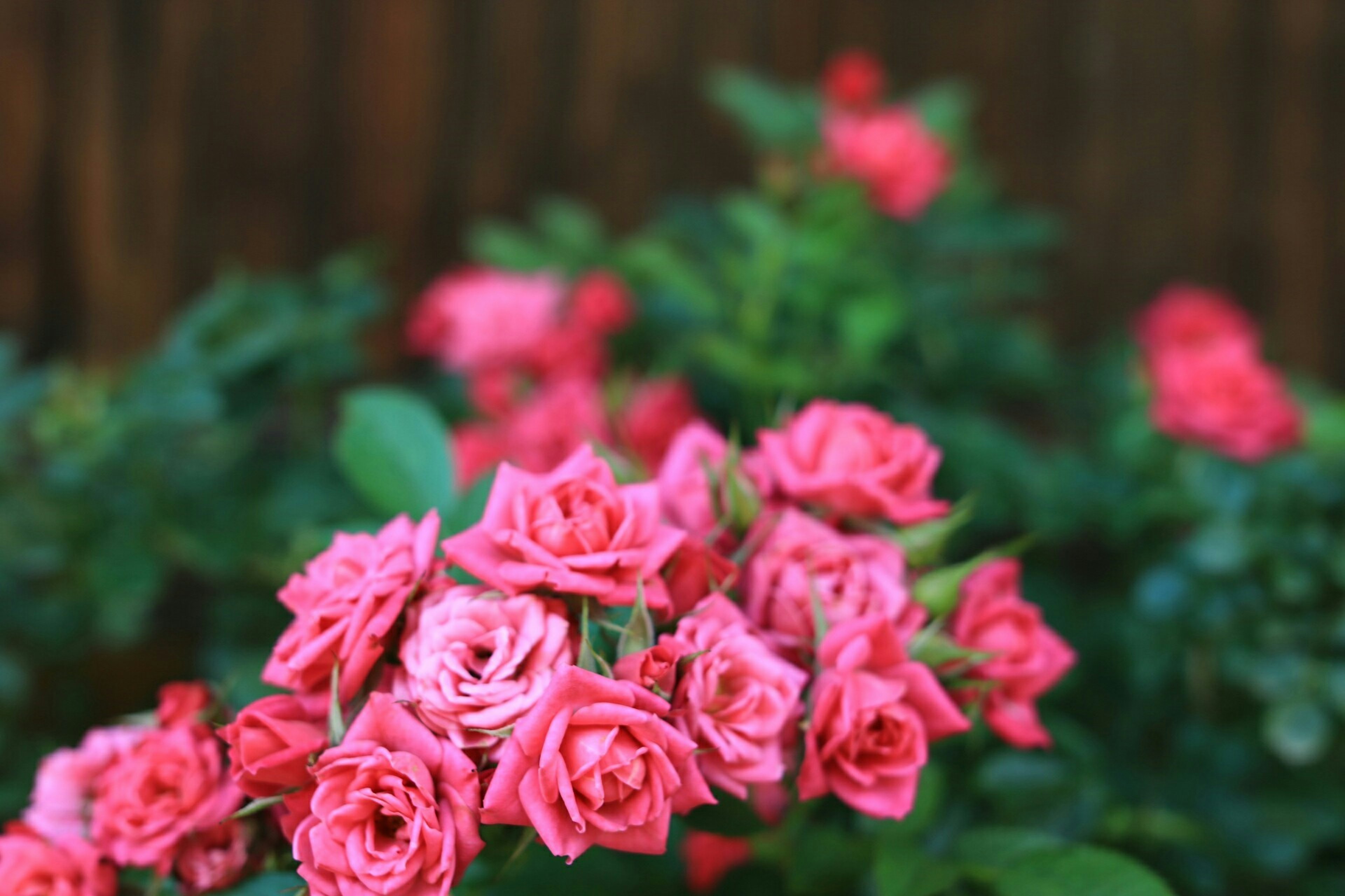 ピンクのバラの花束と緑の葉