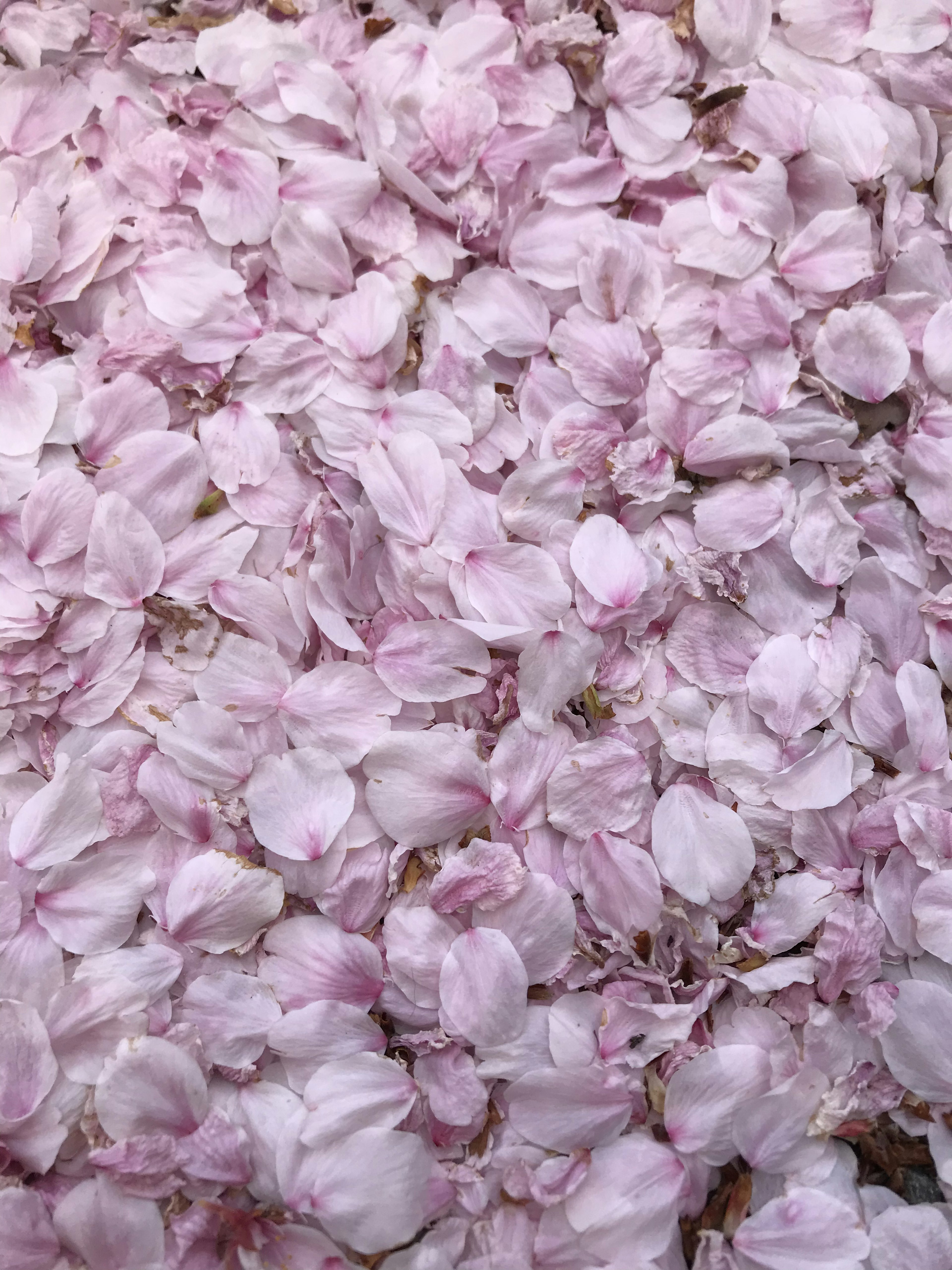 淡いピンクの花びらが地面を覆っている美しい景色