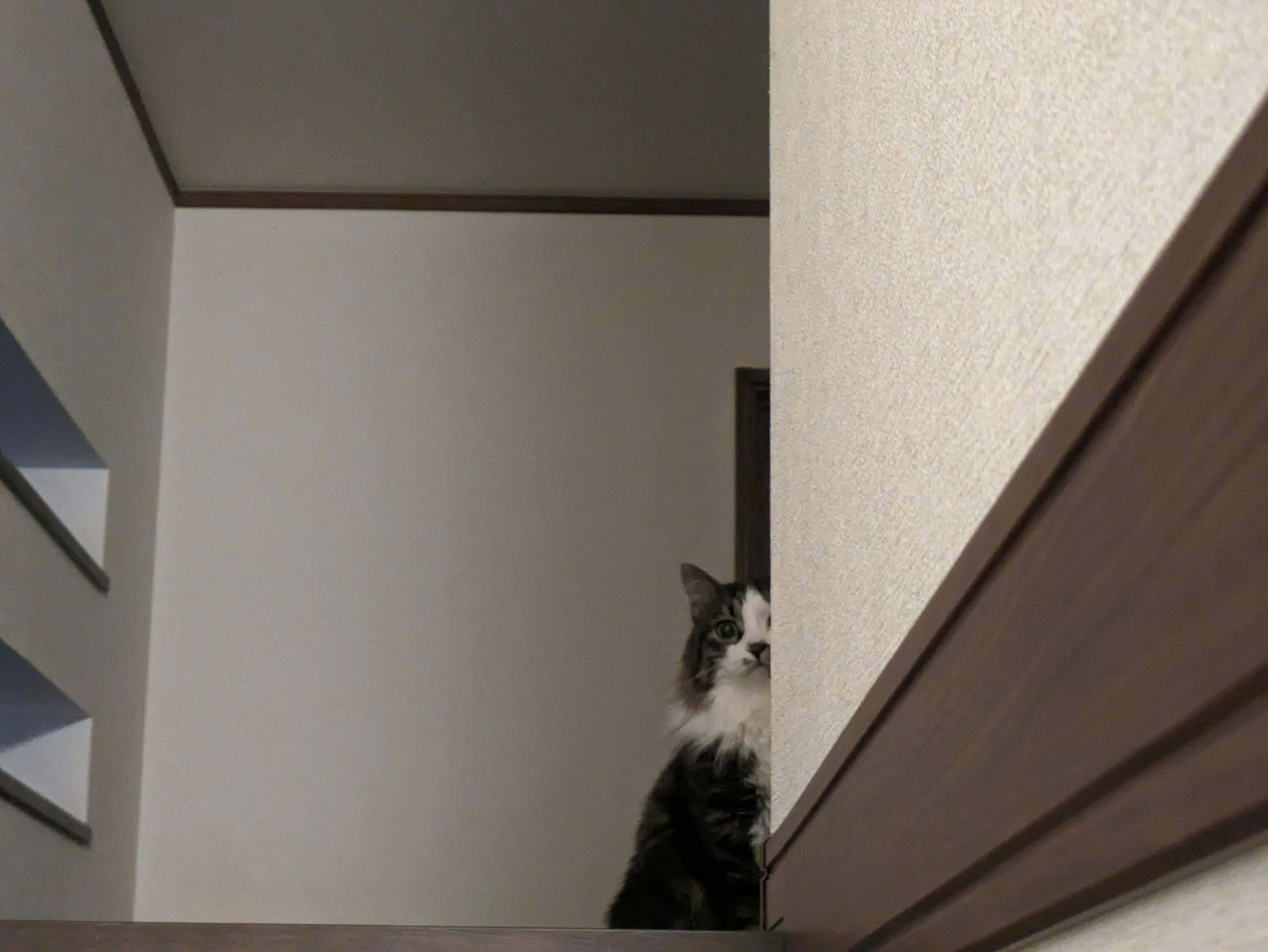 A cat peeking from the corner of a room with a wall