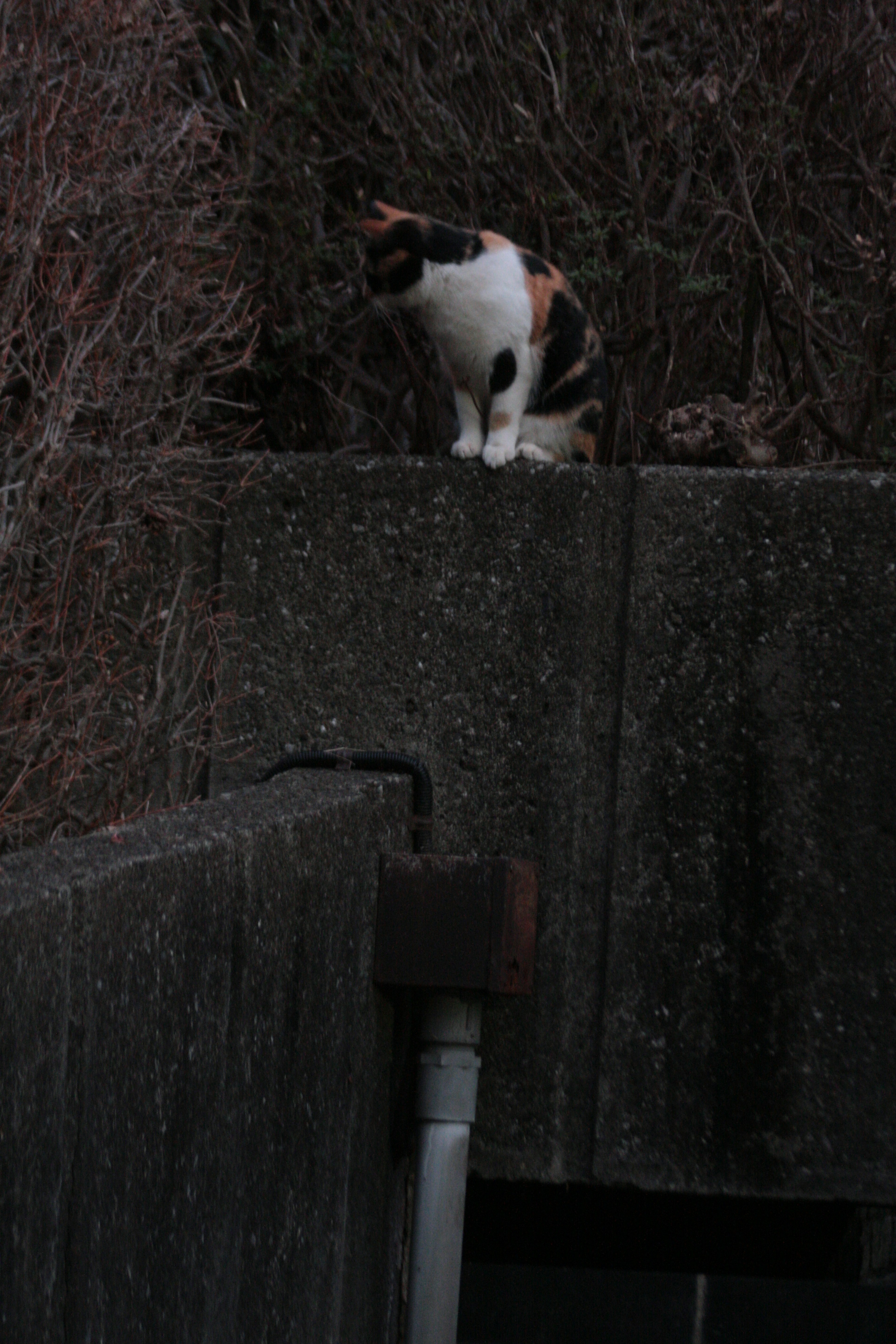 Gato calico posado en una pared de concreto con arbustos secos al fondo