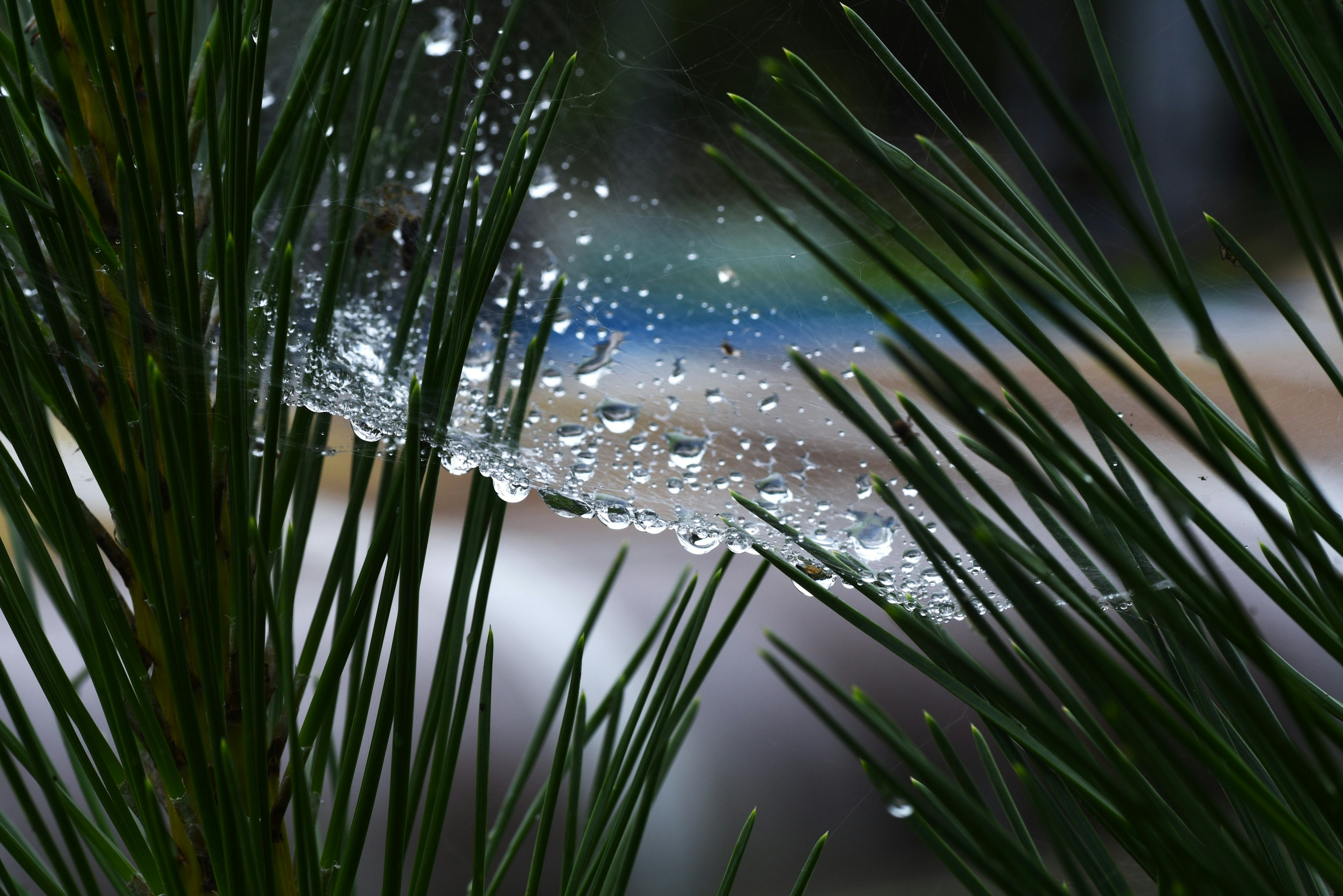 Spider web with water droplets between green pine needles