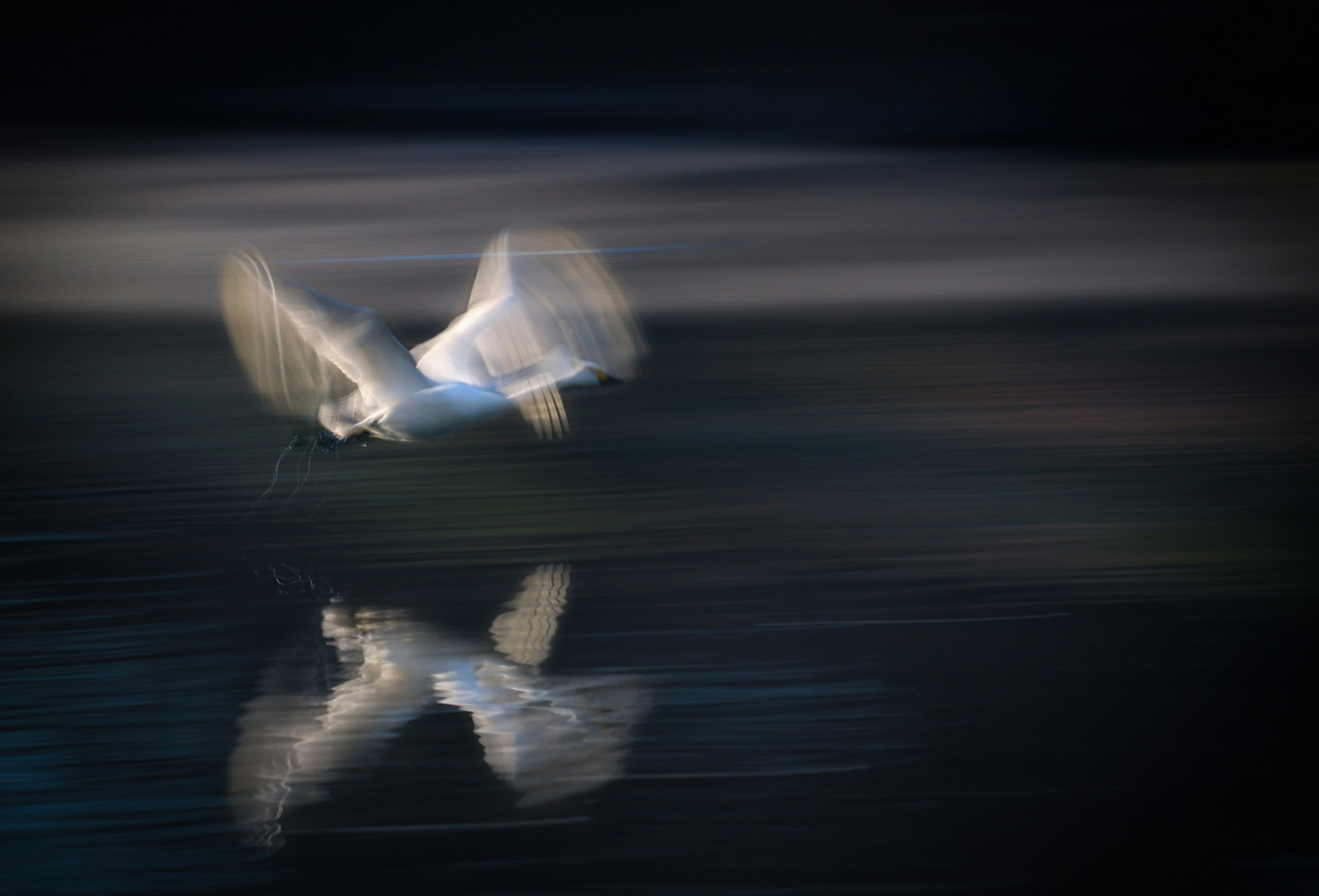 A swan flying over water with its reflection visible