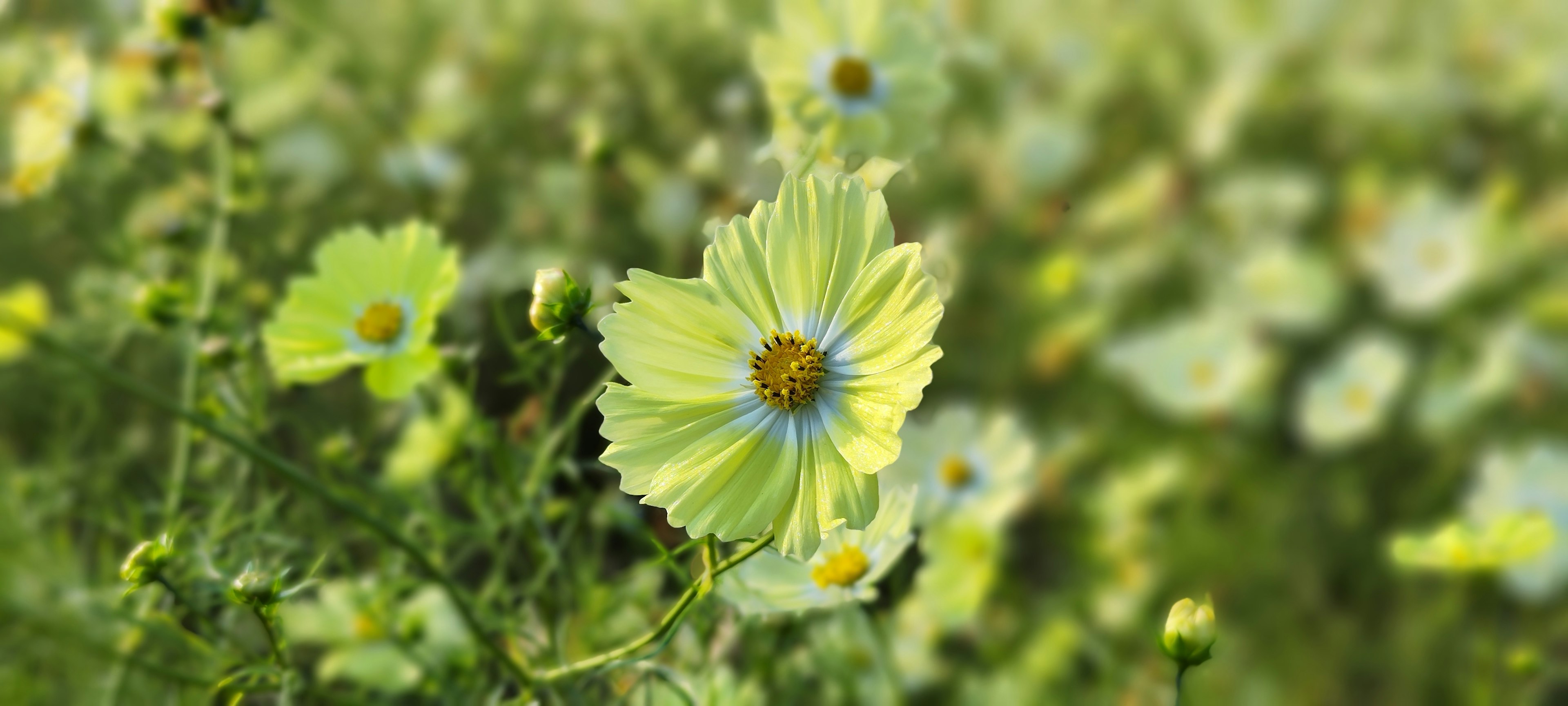 Fleurs vertes et jaunes brillantes dans un champ