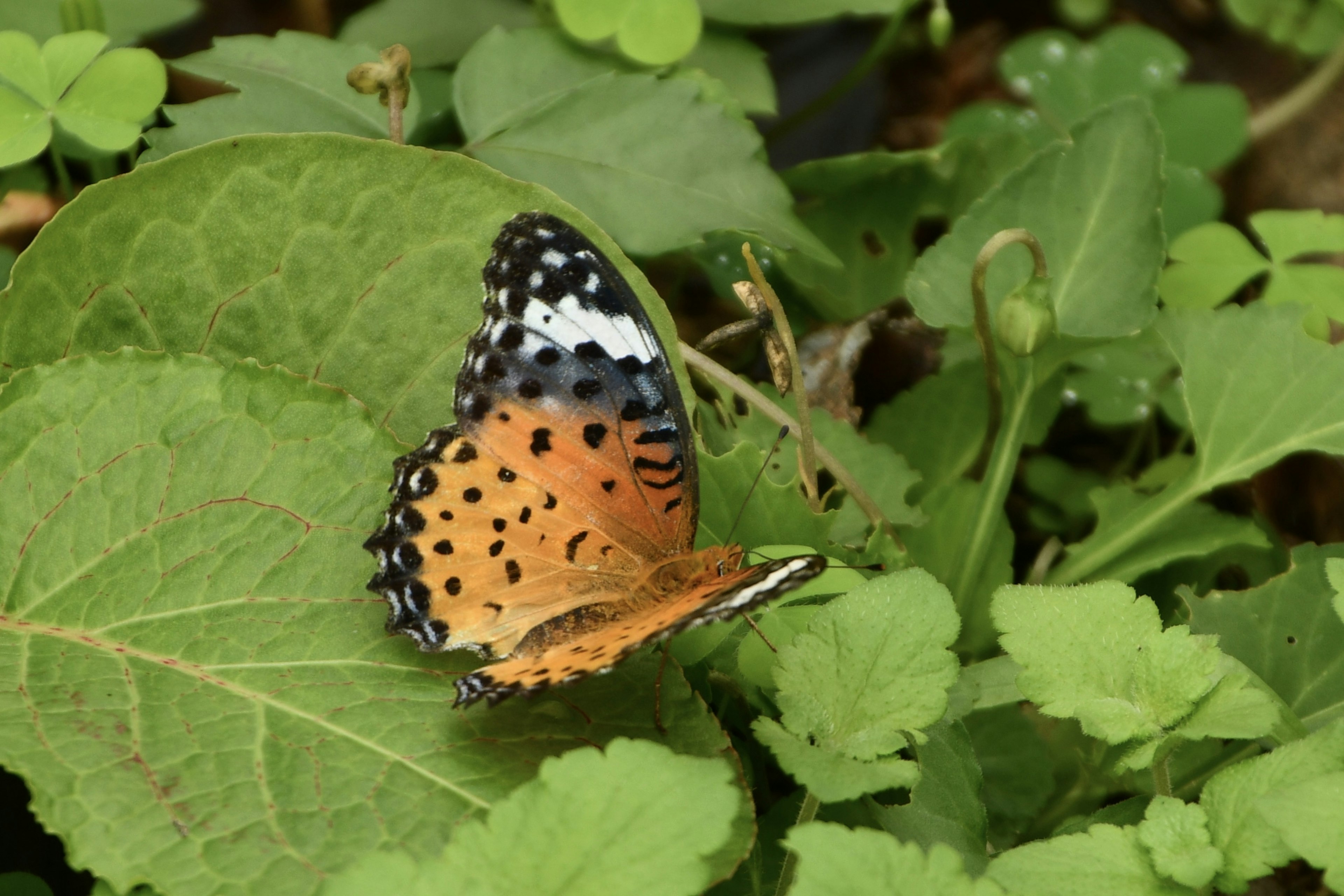 Una mariposa con manchas naranjas y negras posada sobre hojas verdes