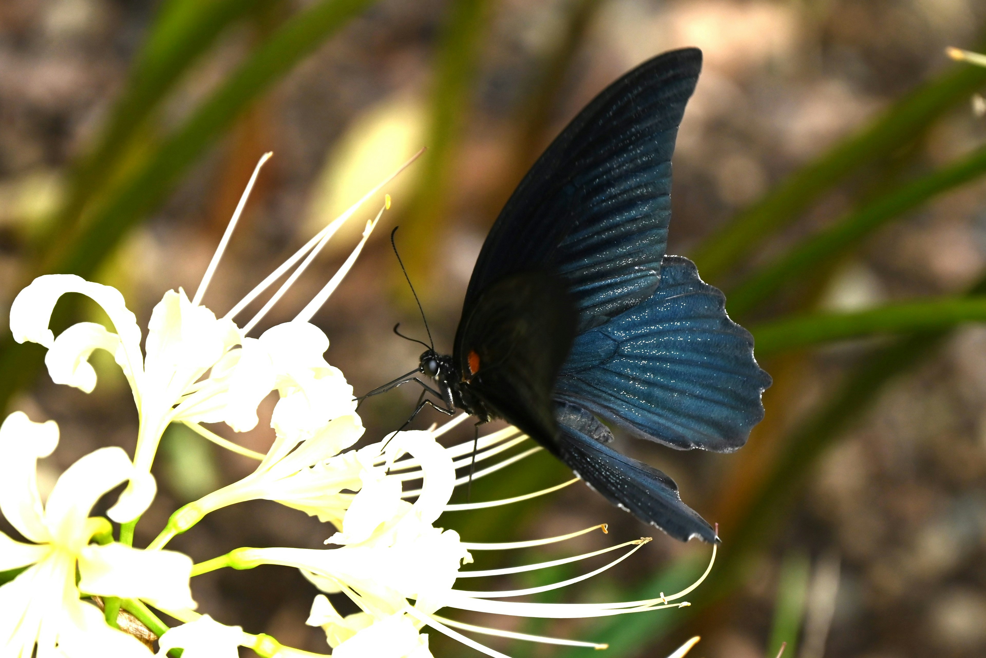 Ein blauer Schmetterling ruht auf einer weißen Blume in einer natürlichen Umgebung