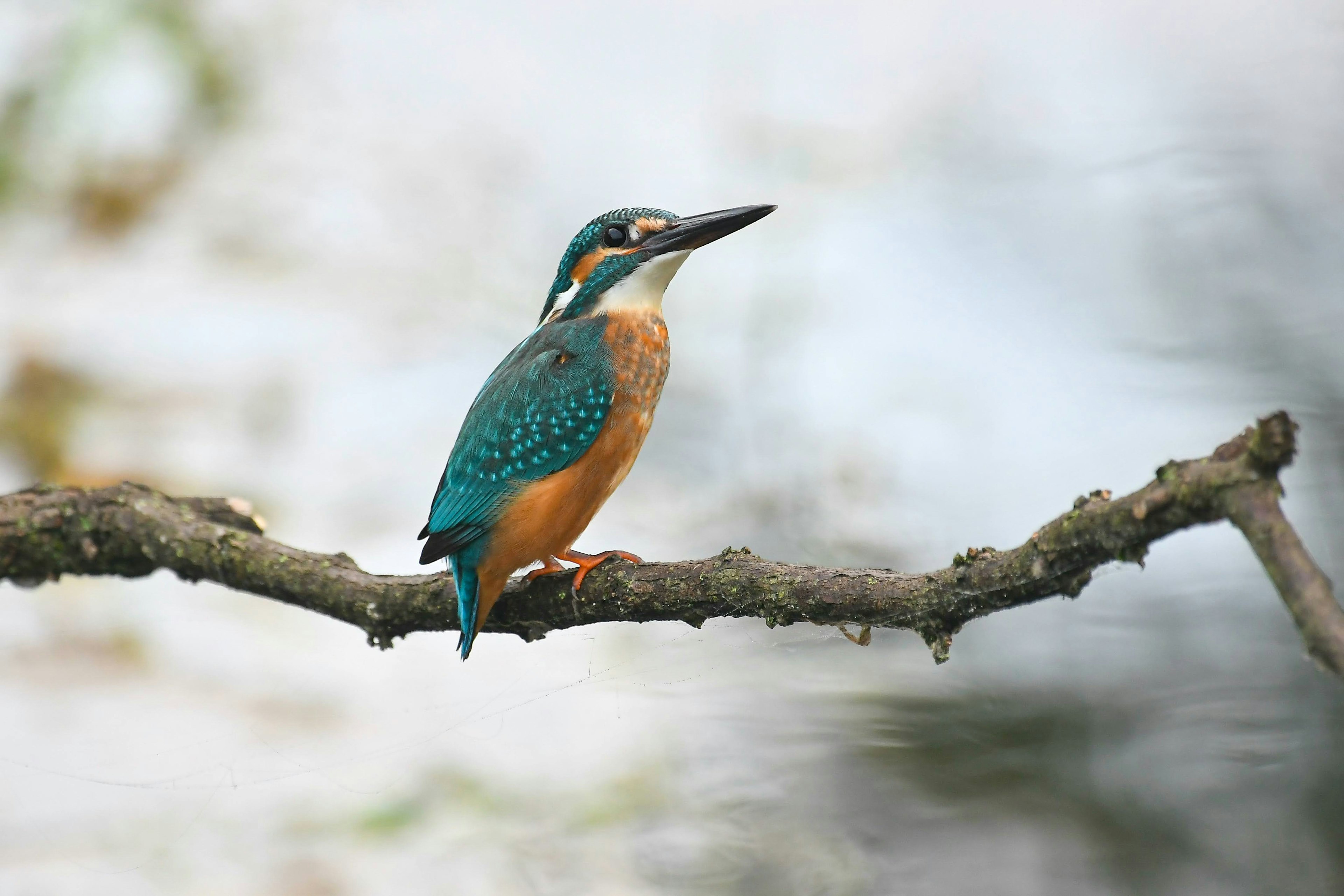 A kingfisher with blue and orange feathers perched on a branch