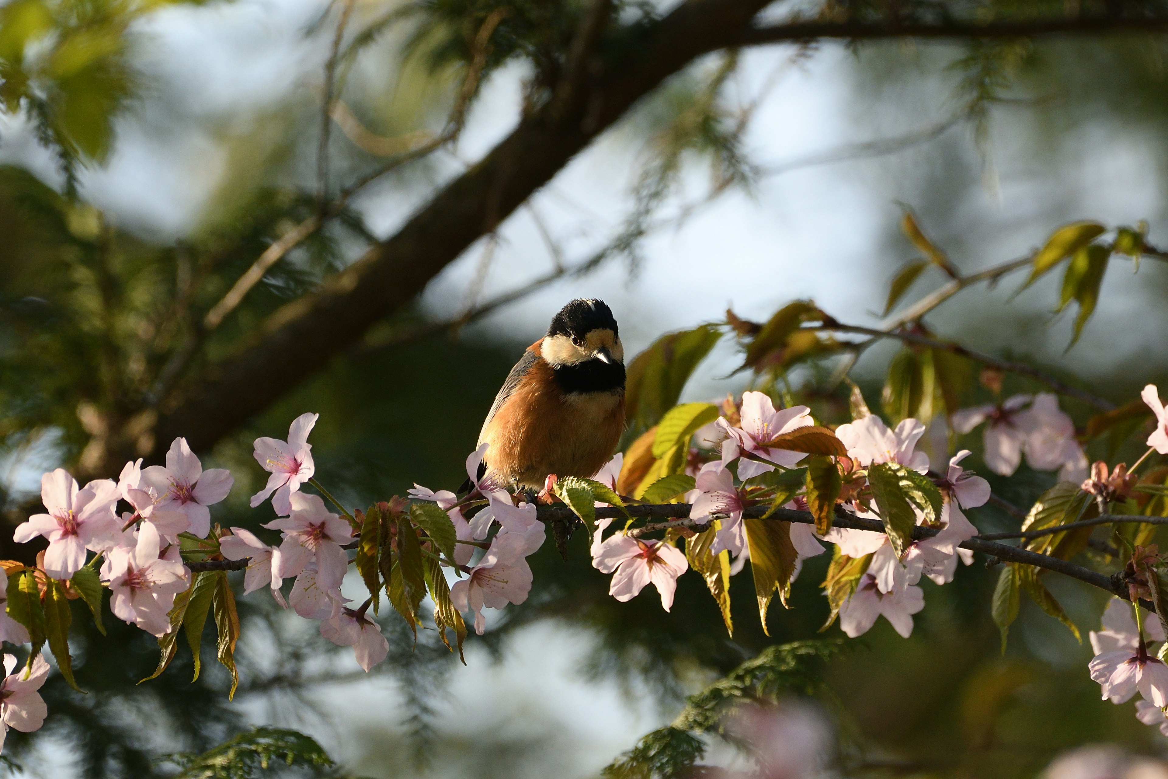 Seekor burung berwarna-warni bertengger di cabang bunga sakura