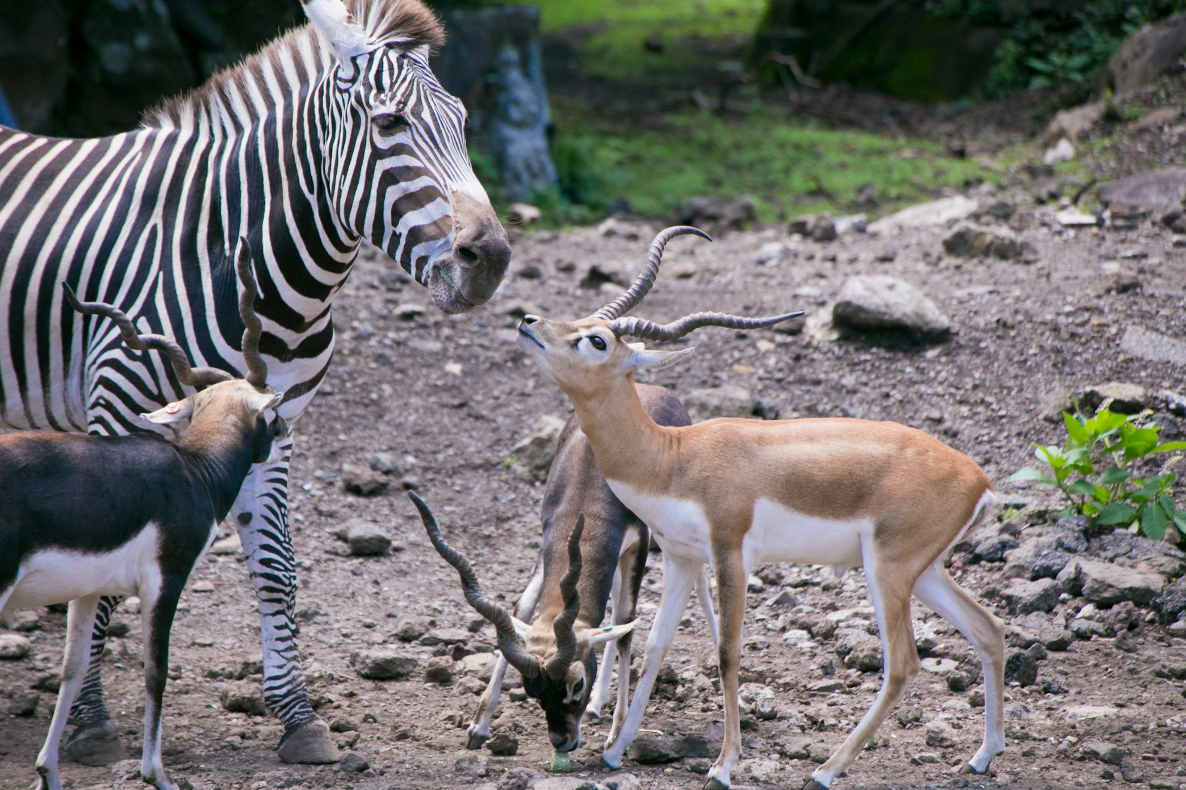 A zebra and an antelope interacting in a group of animals