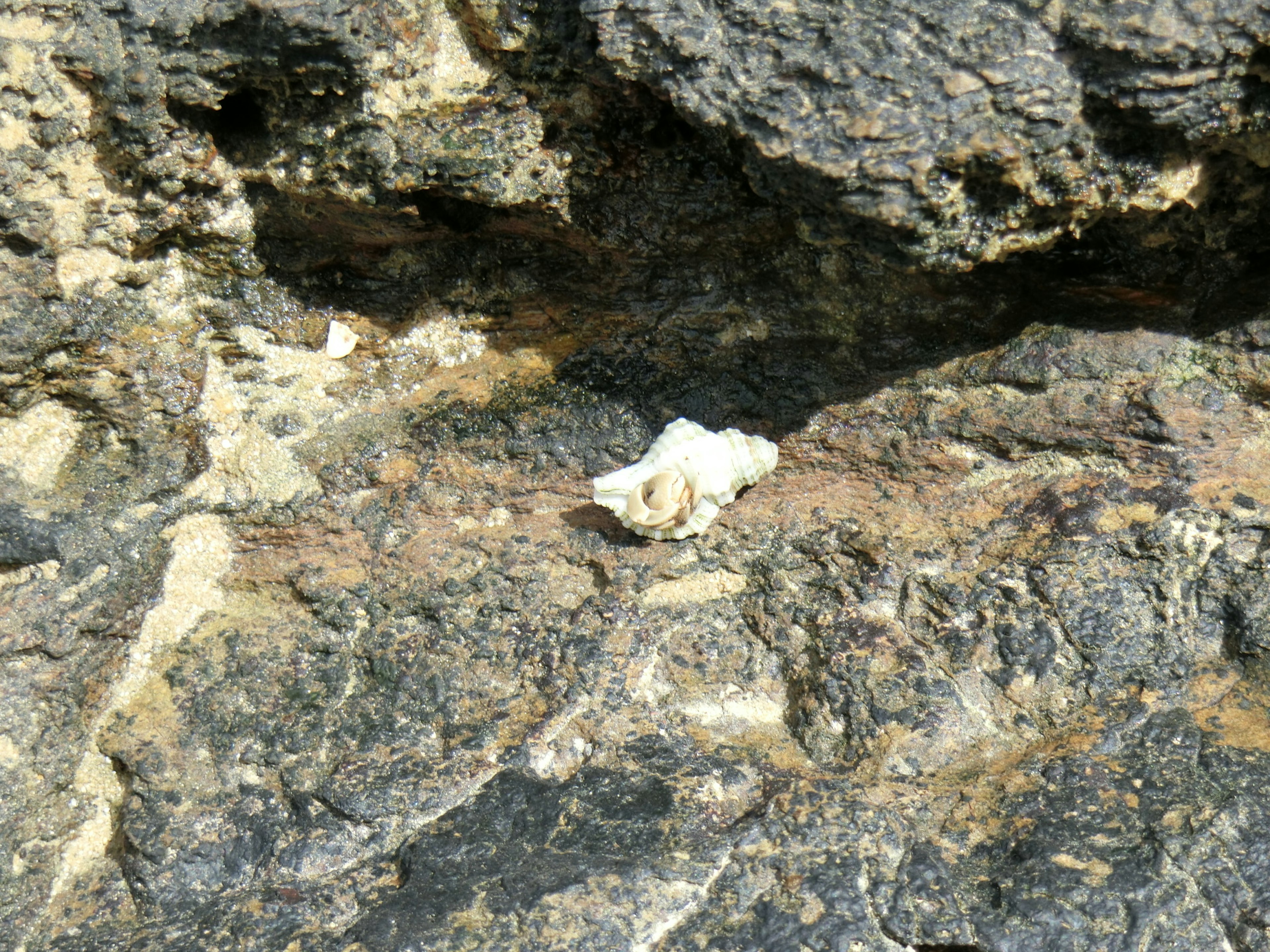 White shell on rocky surface showcasing natural textures