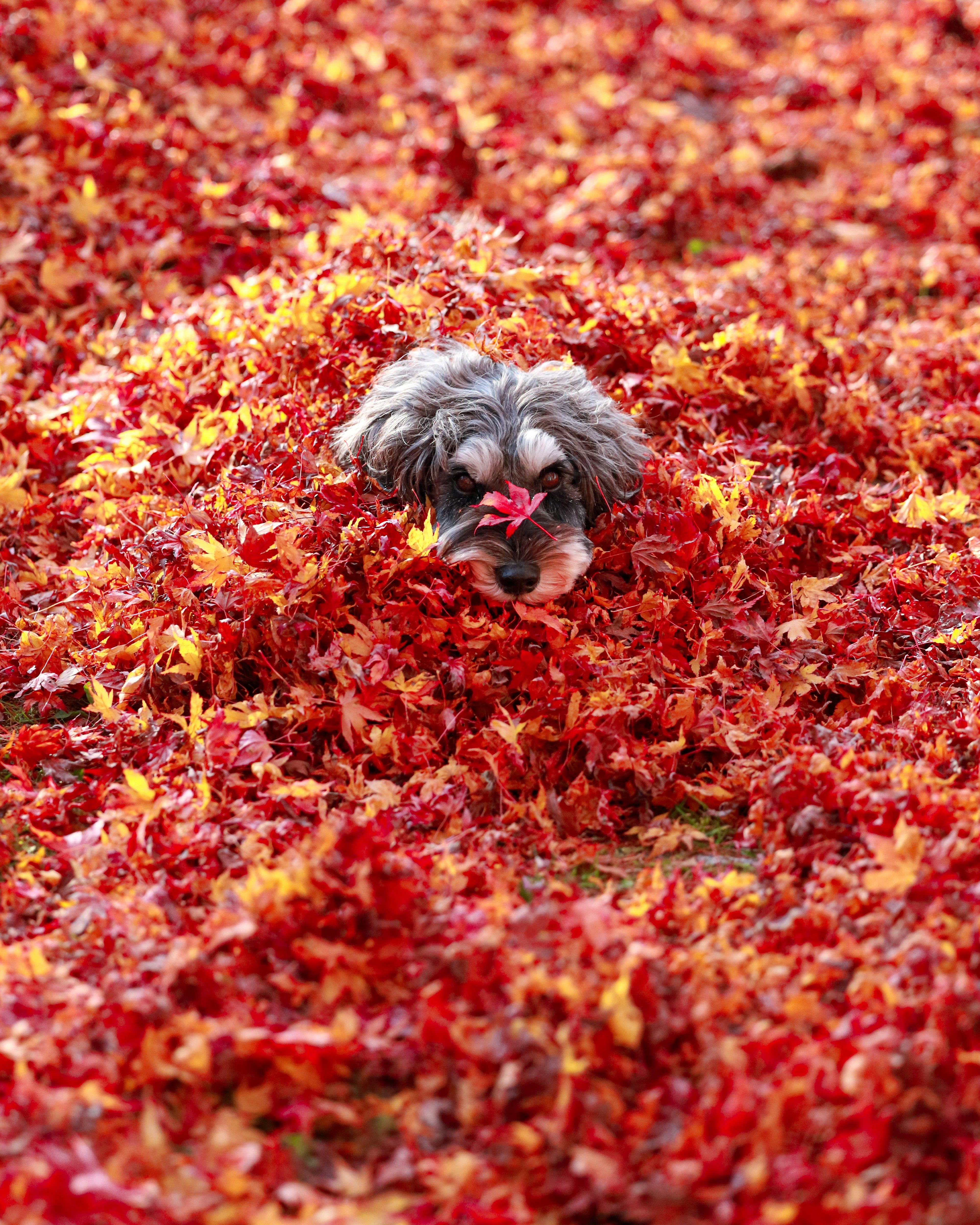 A dog peeking out from a pile of red autumn leaves