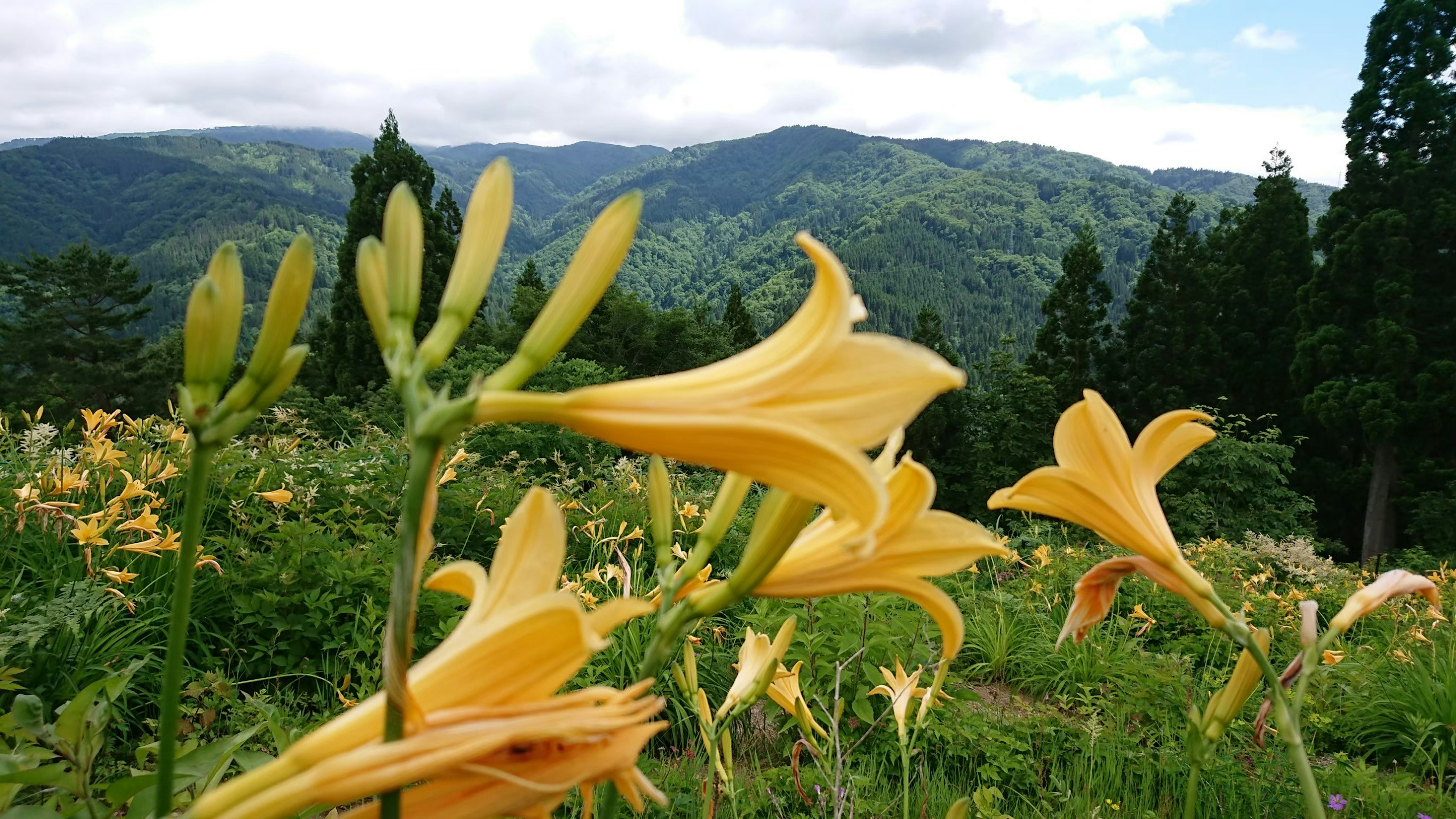 Campo di gigli gialli con montagne sullo sfondo