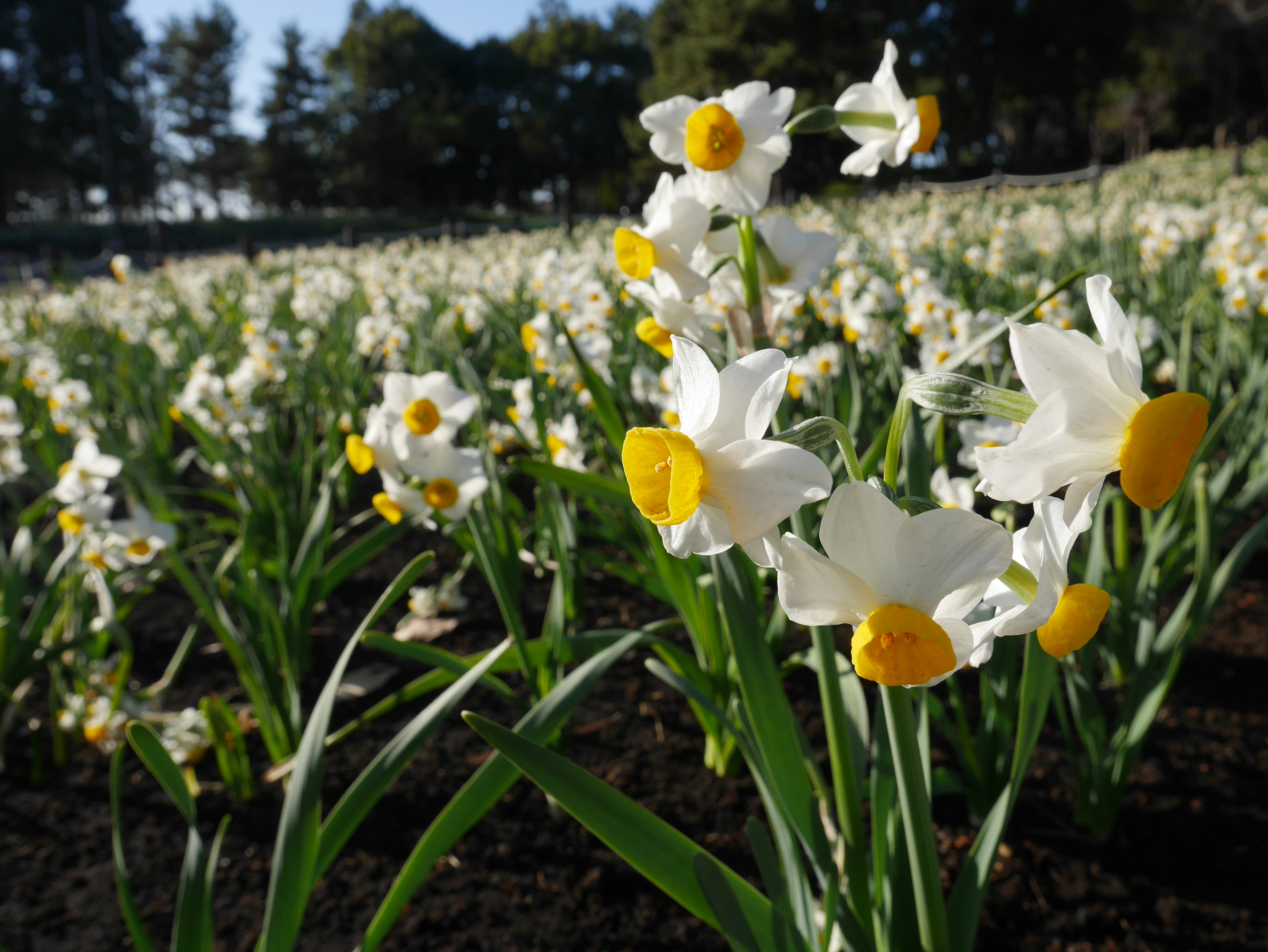 Campo de narcisos blancos y amarillos en flor con hojas verdes