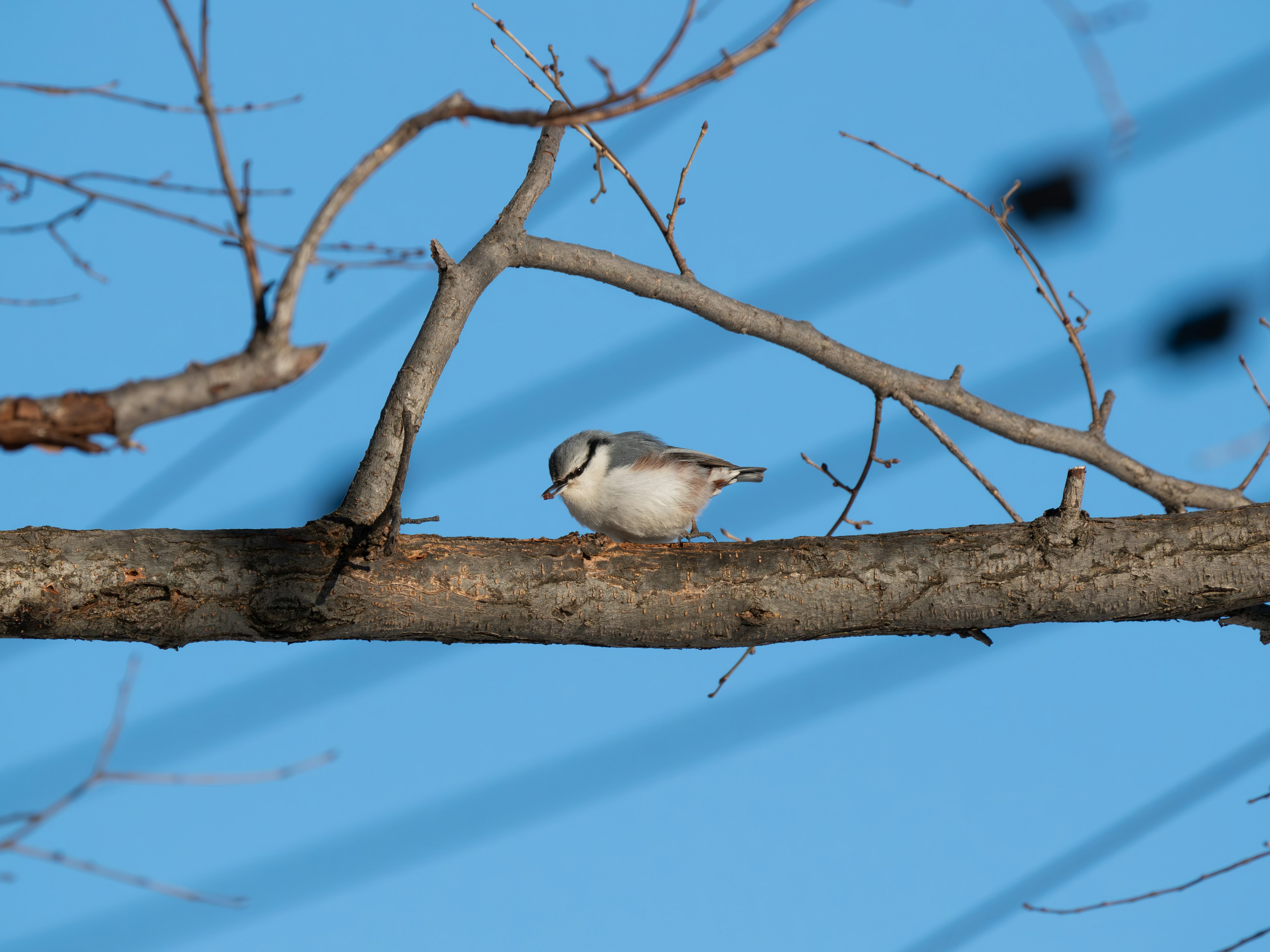 Un petit oiseau perché sur une branche sous un ciel bleu