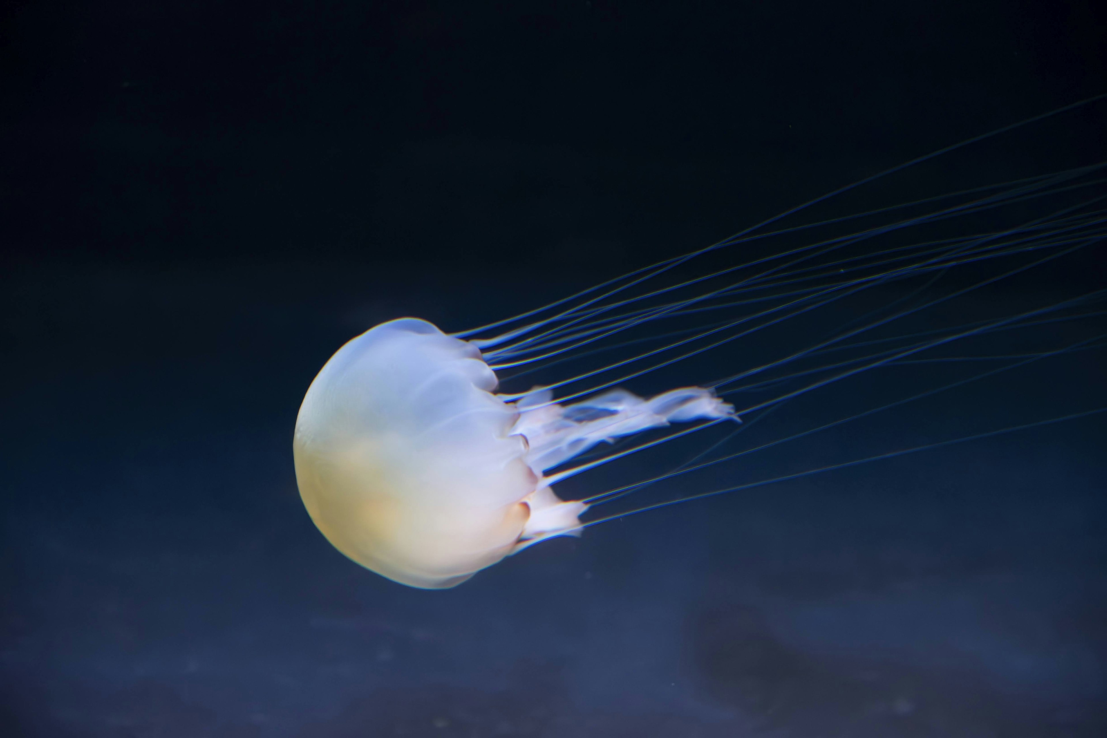 Immagine di una medusa trasparente che fluttua in acqua