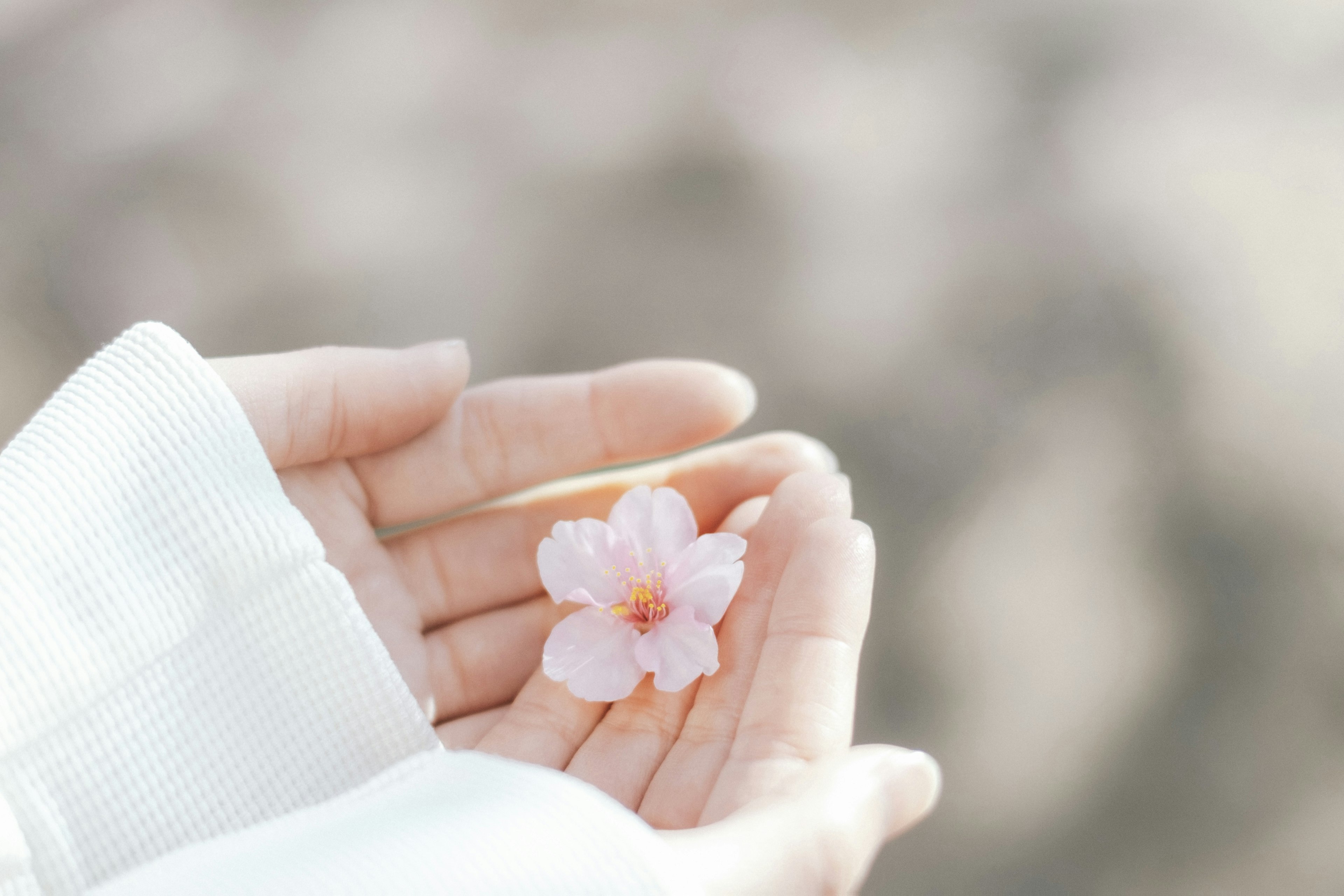 手のひらに桜の花びらを持つ女性の手