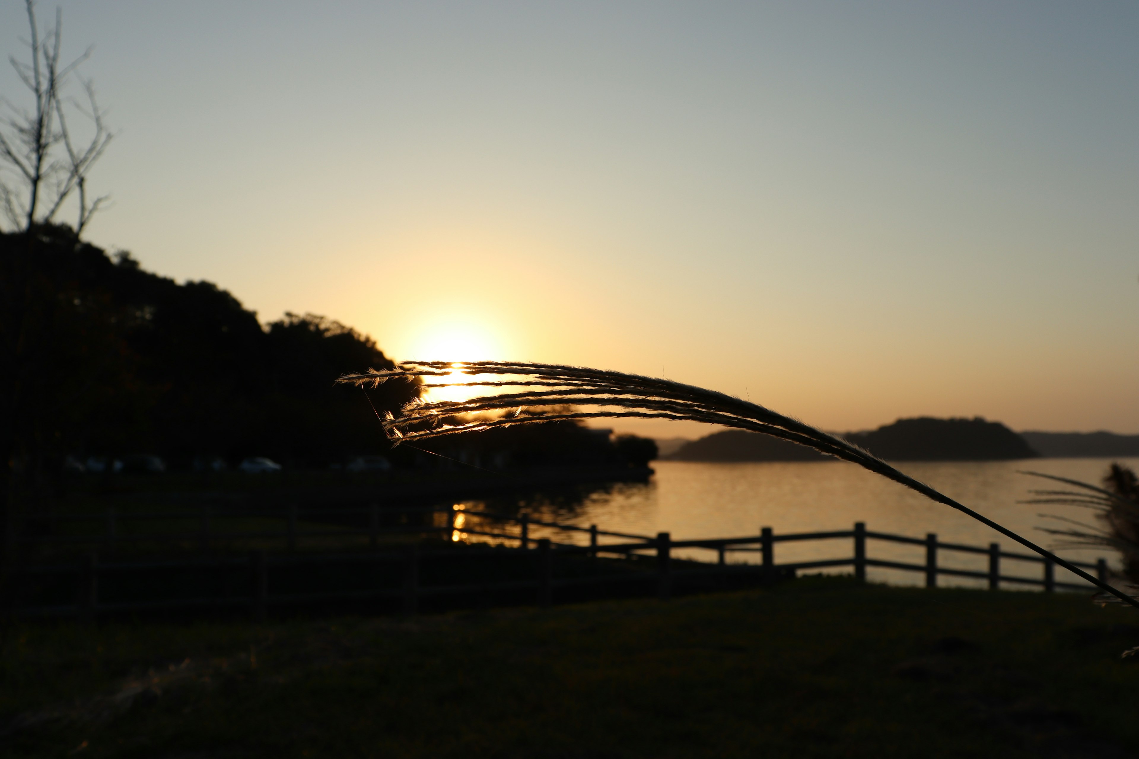 Silhouette pohon melawan matahari terbenam di atas danau