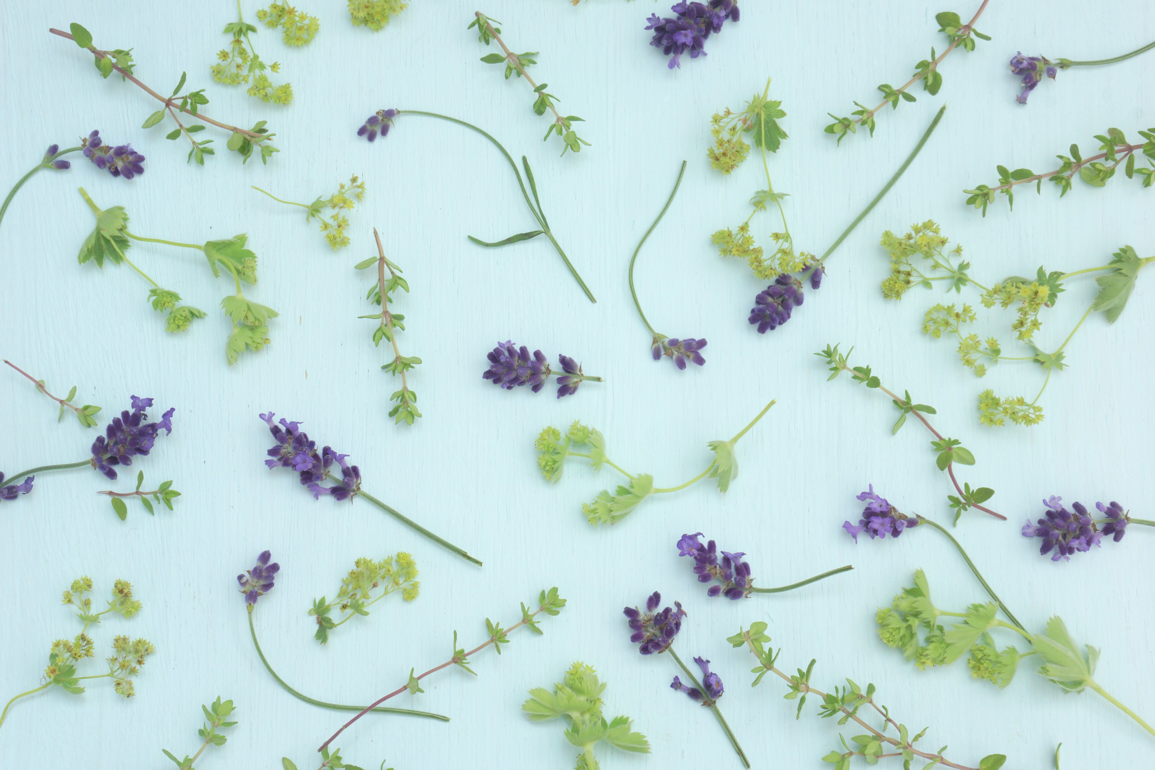 Lavanda y hojas verdes esparcidas sobre un fondo azul claro