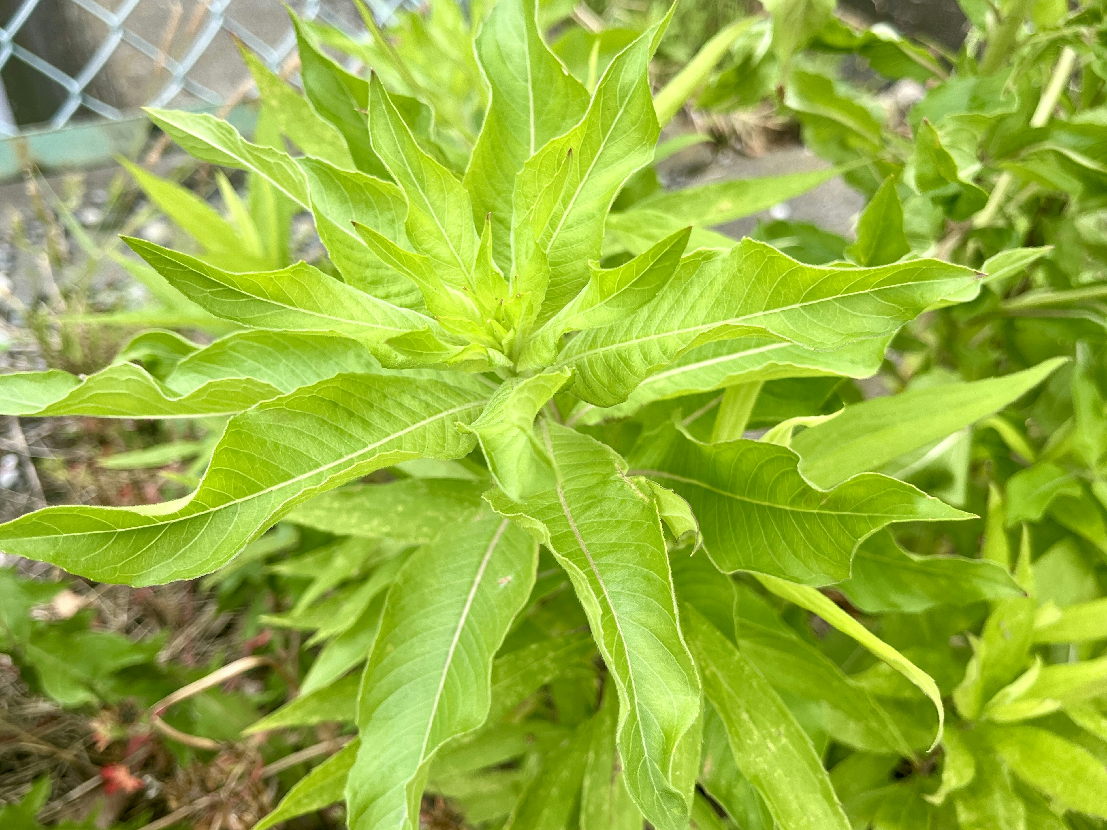 Primo piano di una pianta verde rigogliosa con foglie allungate