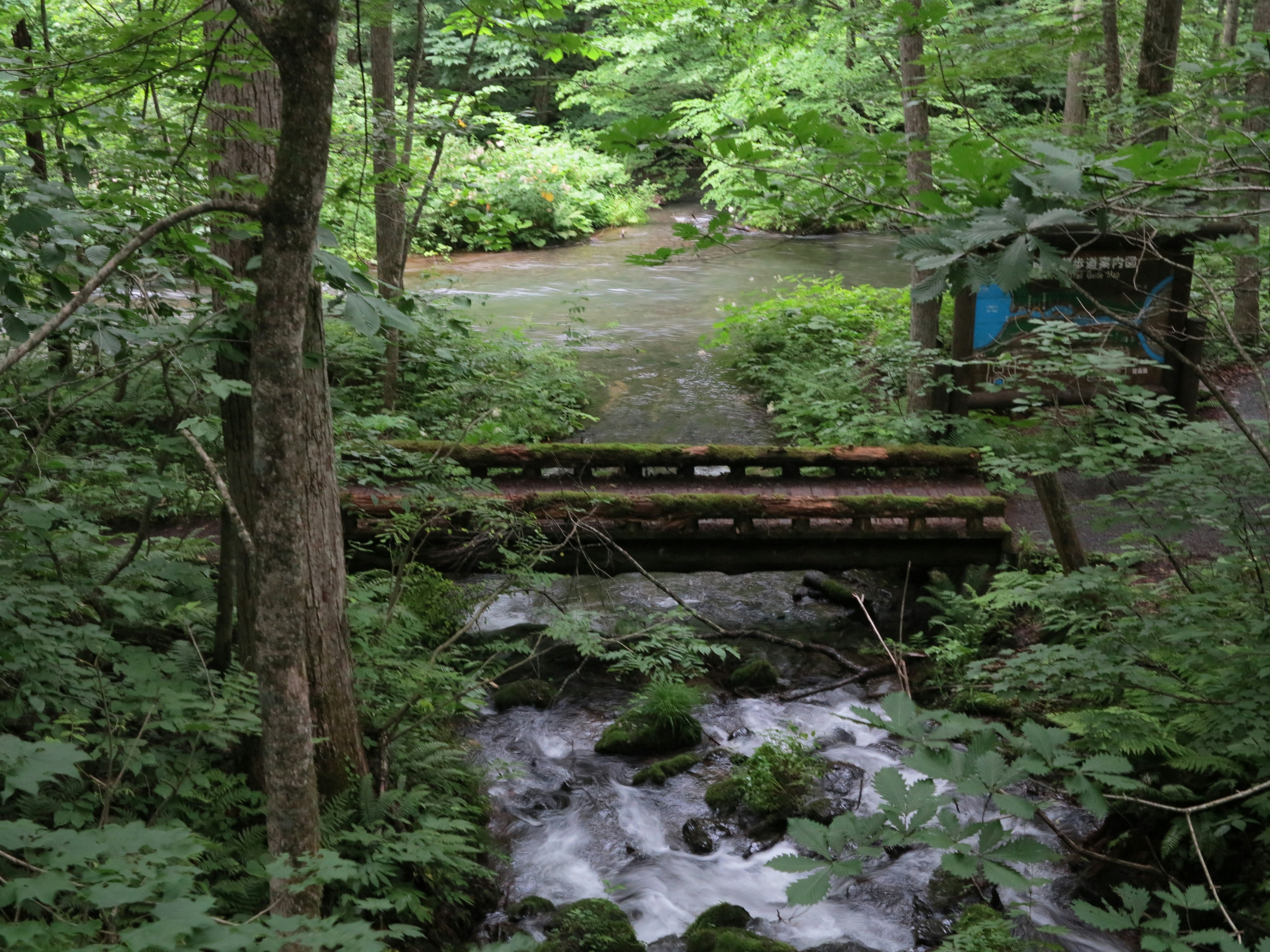 Eine Holzbrücke über einen Bach, umgeben von üppigem grünem Wald