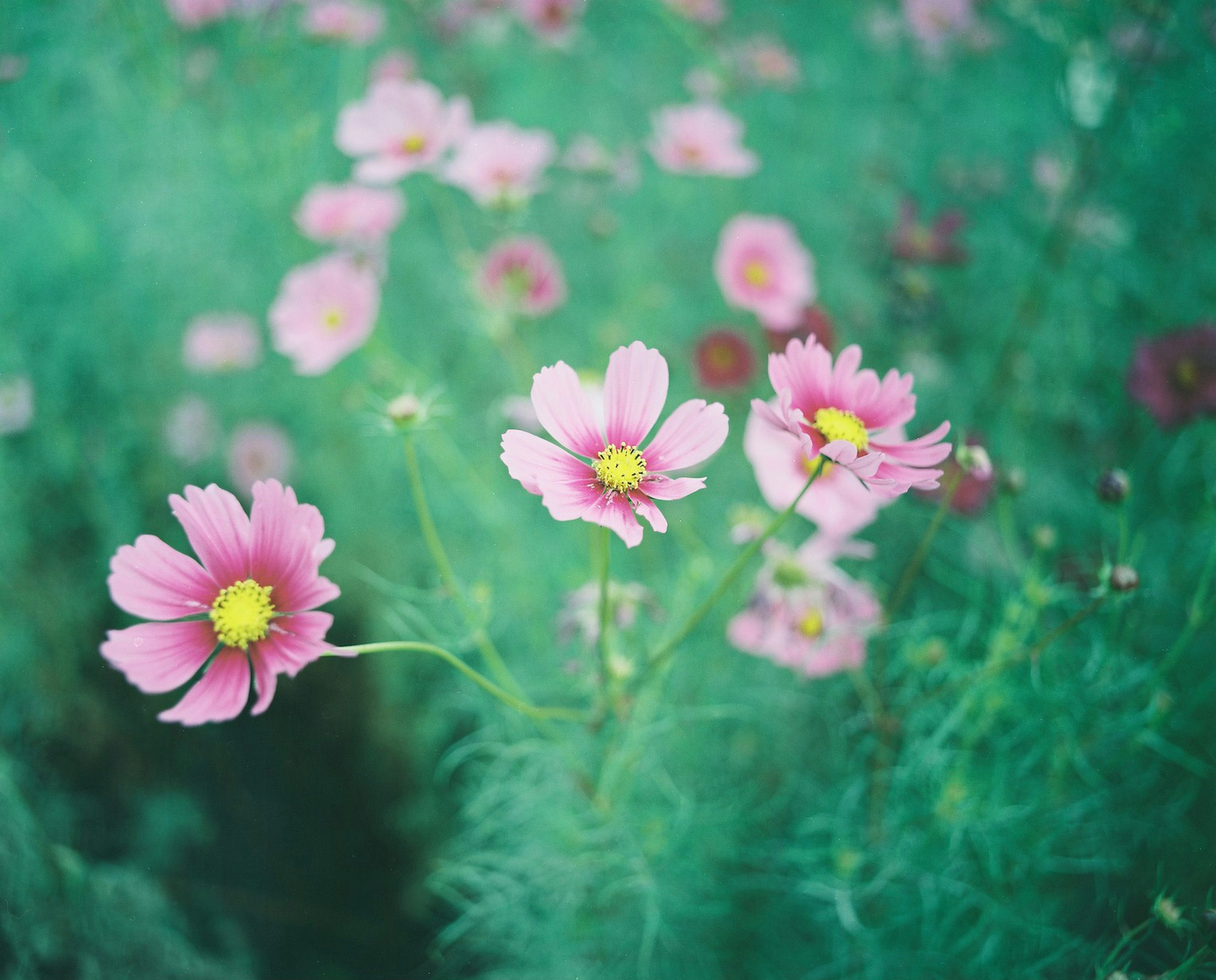 Fleurs de cosmos roses épanouies sur un fond vert doux