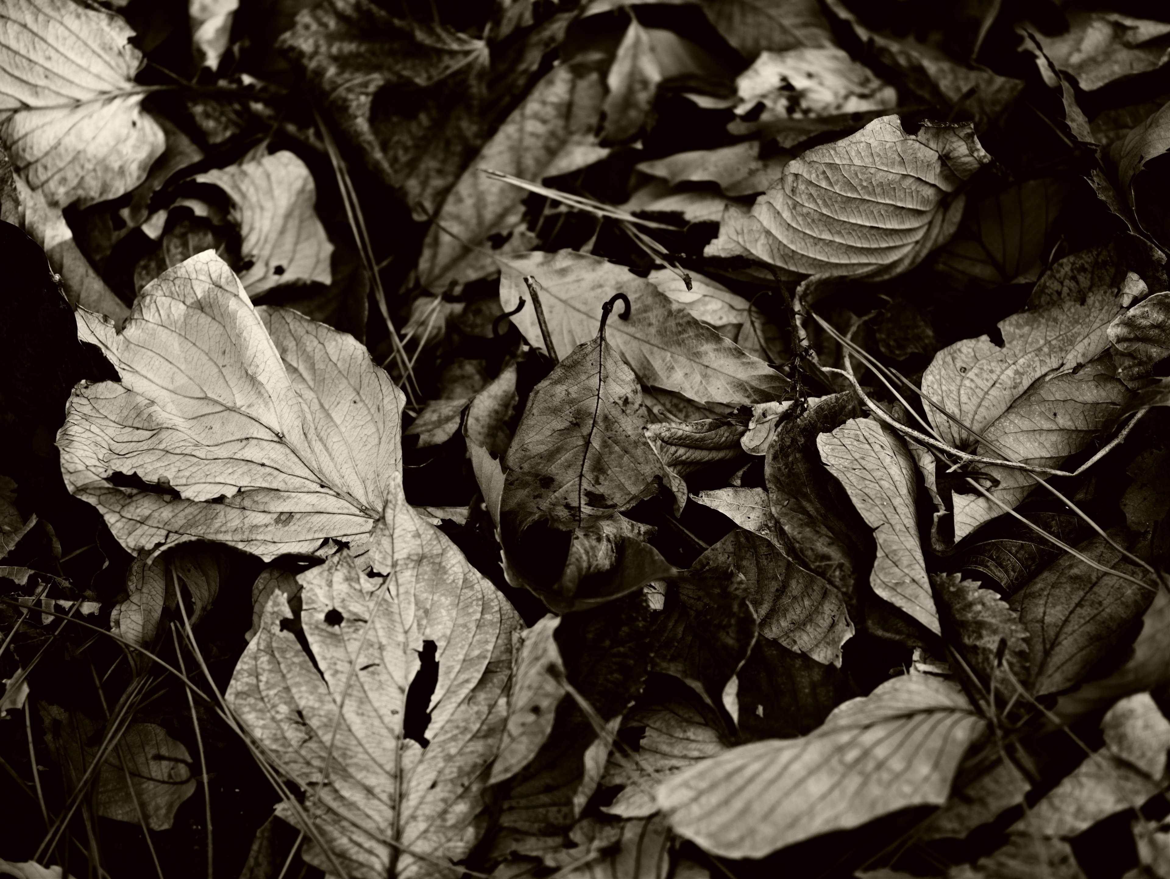 Black and white image of scattered dried leaves on the ground