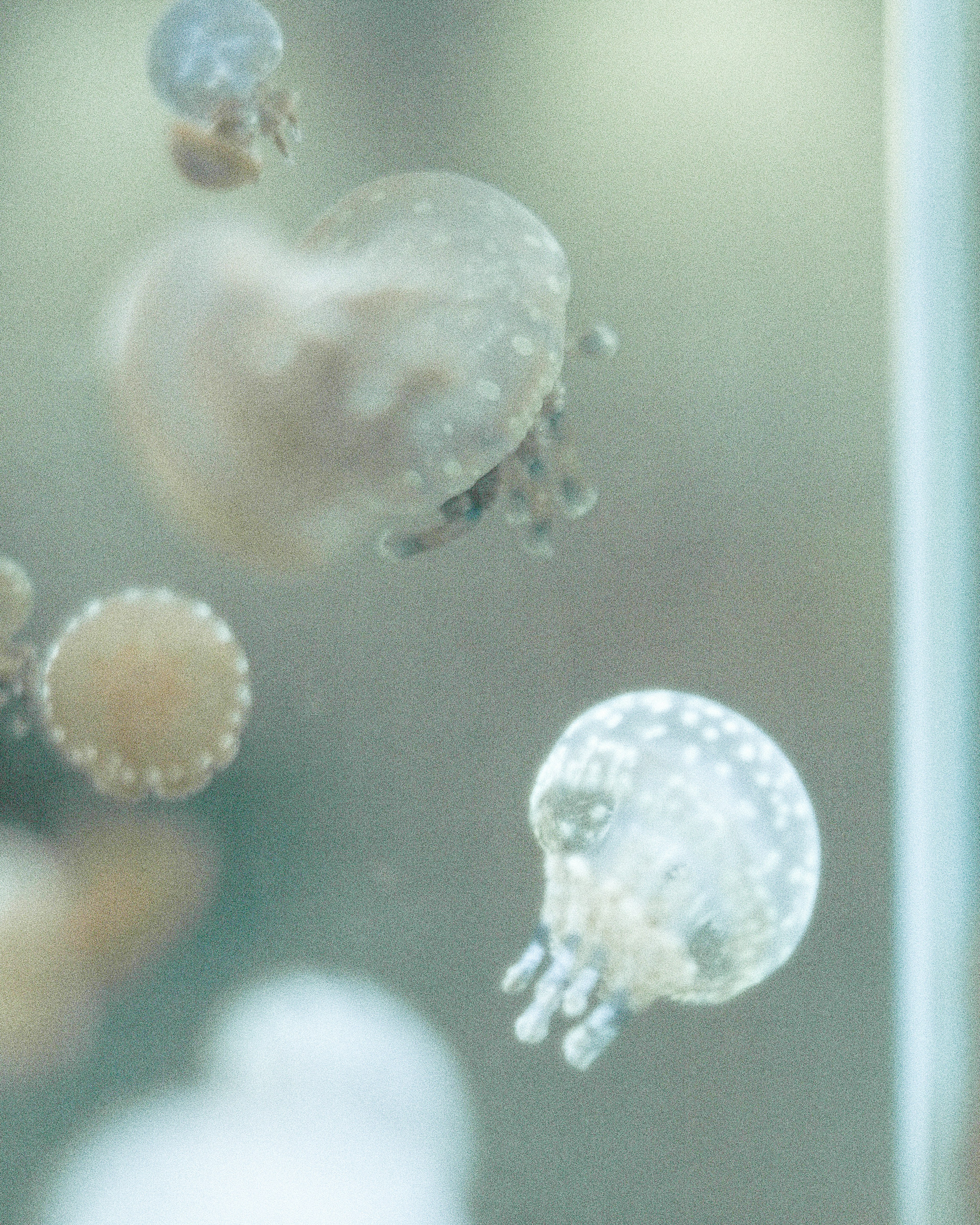 Imagen de medusas flotando bajo el agua