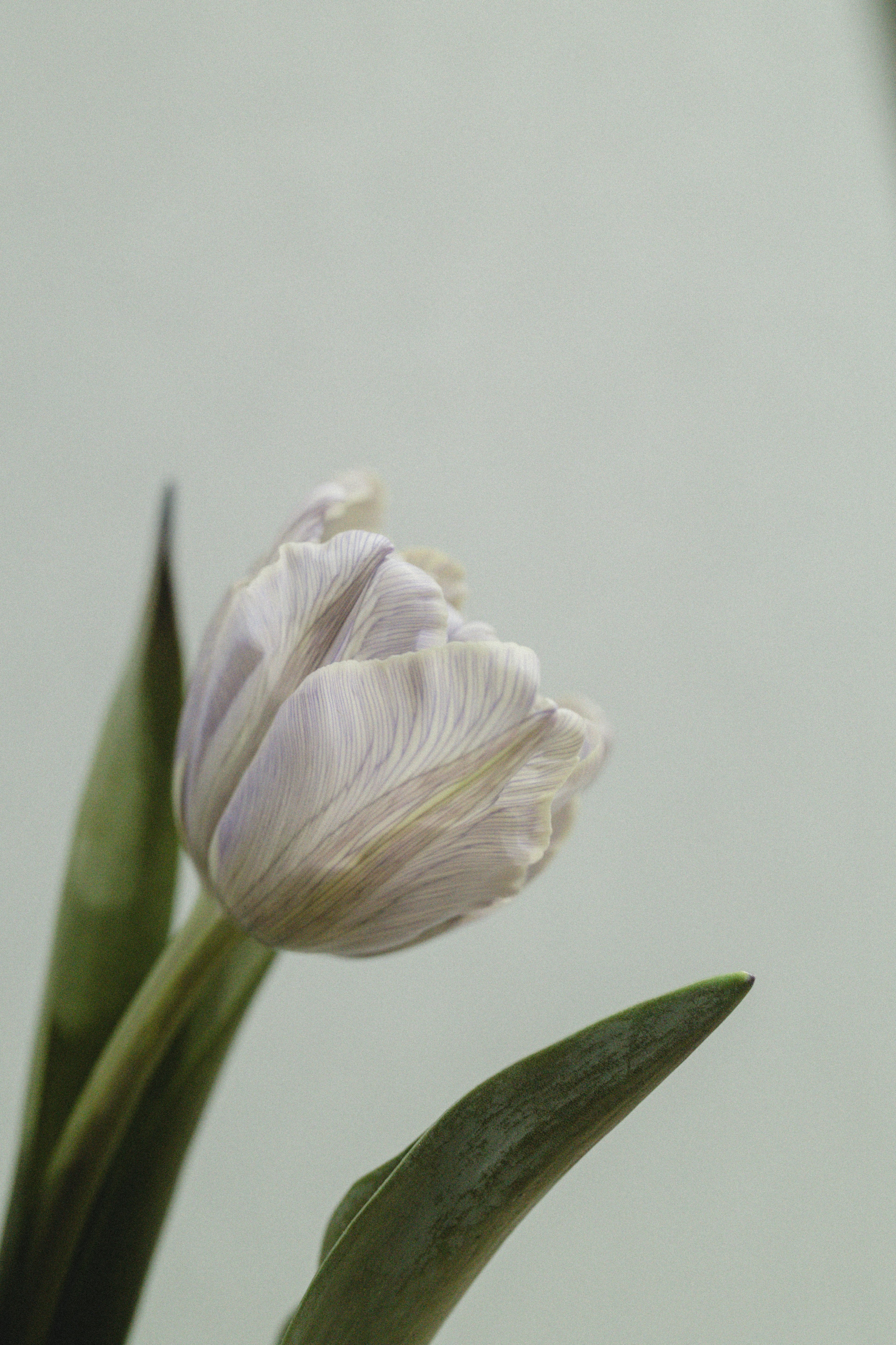 Close-up of a white tulip flower with green leaves