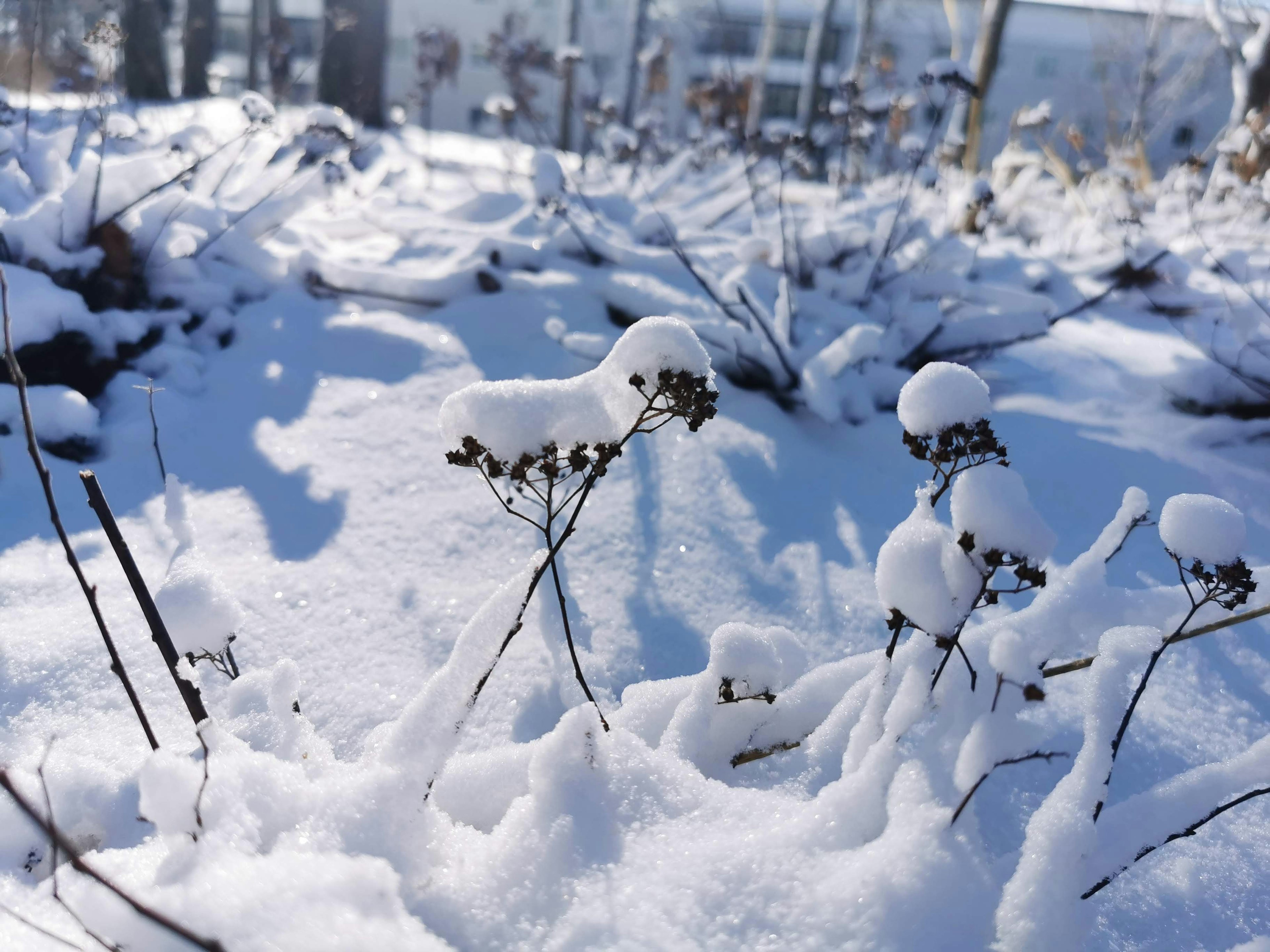 Winter scene featuring snow-covered plants and textured snow