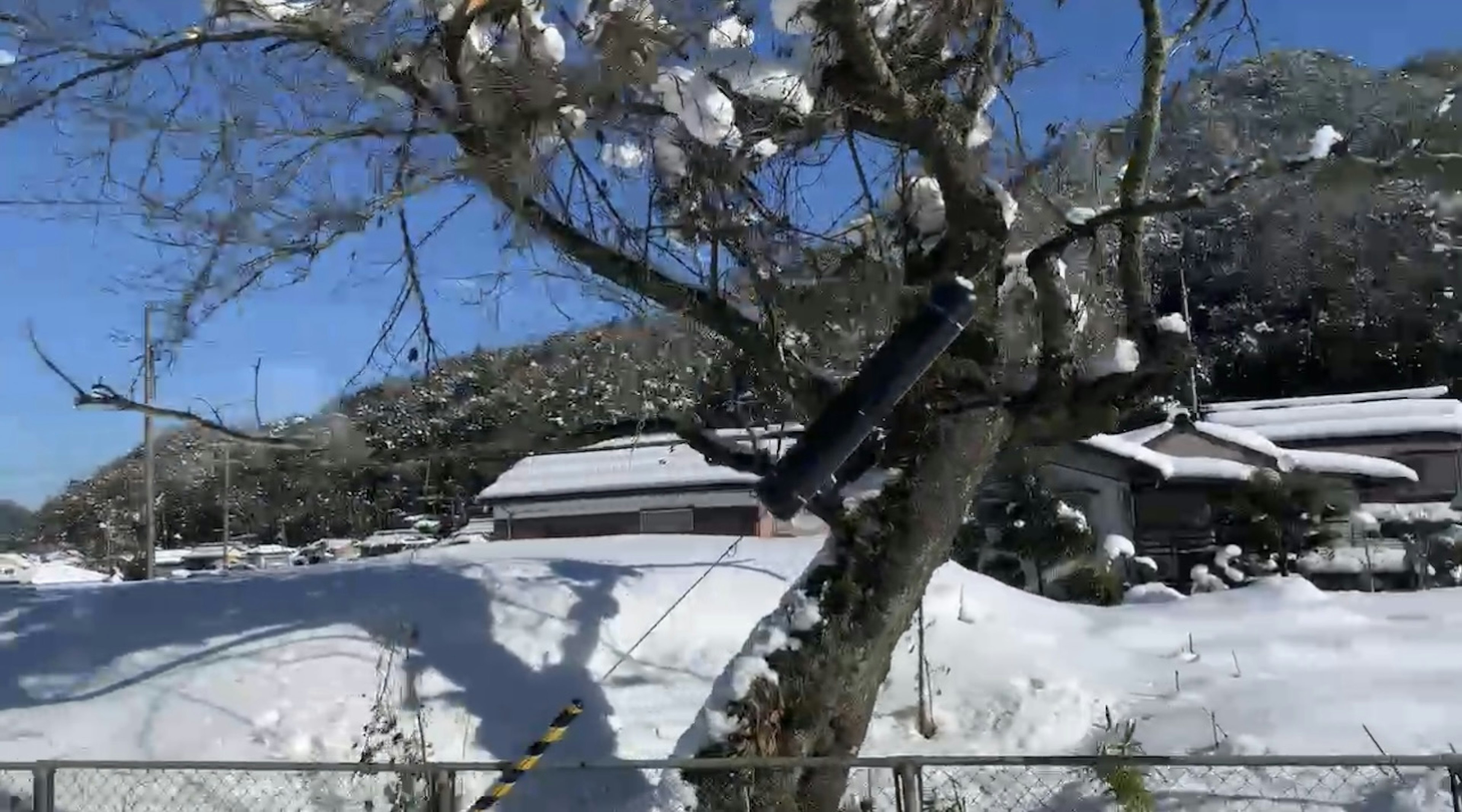 雪に覆われた木と青空の下の風景