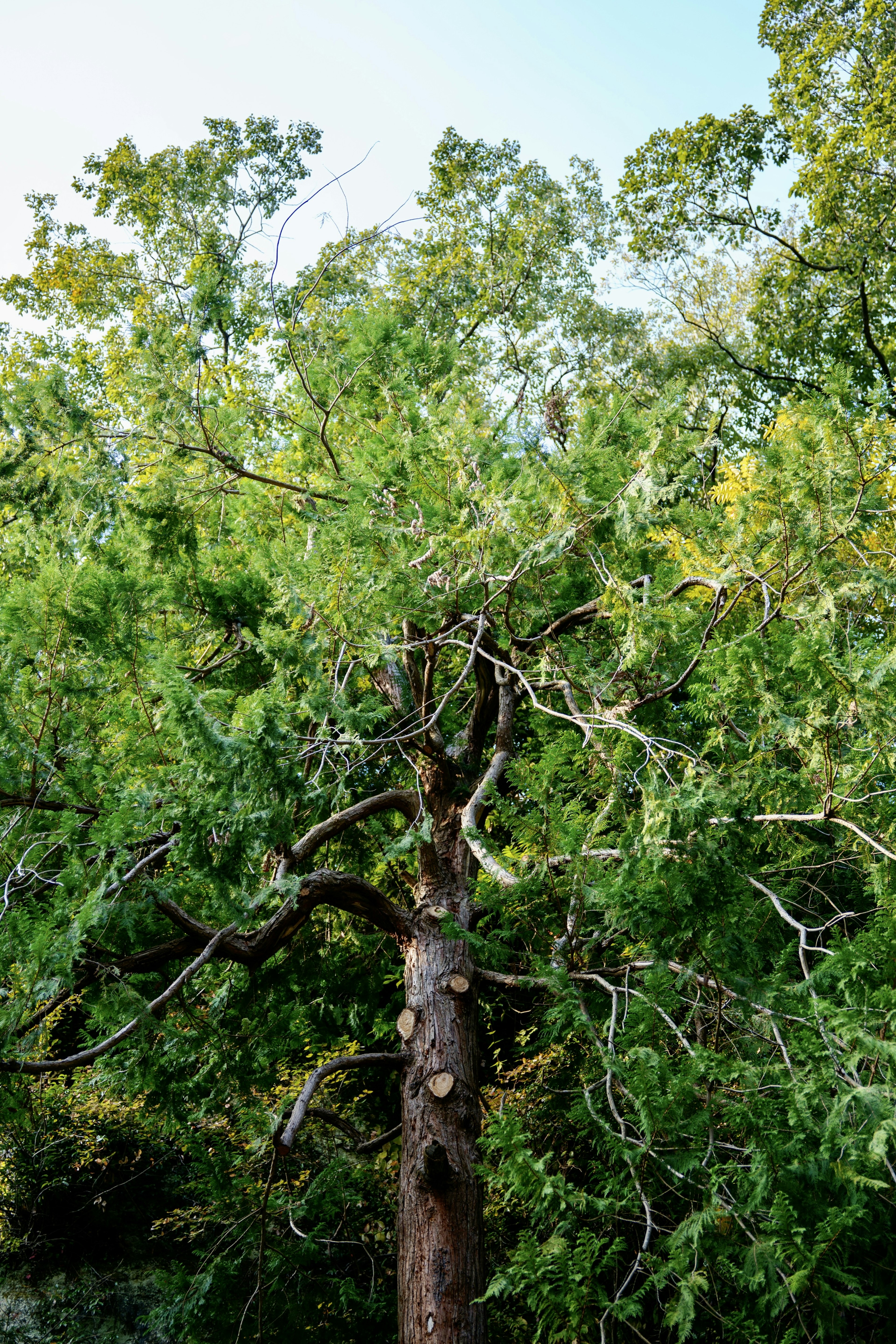 Foto eines großen Baumes mit üppigen grünen Blättern von unten