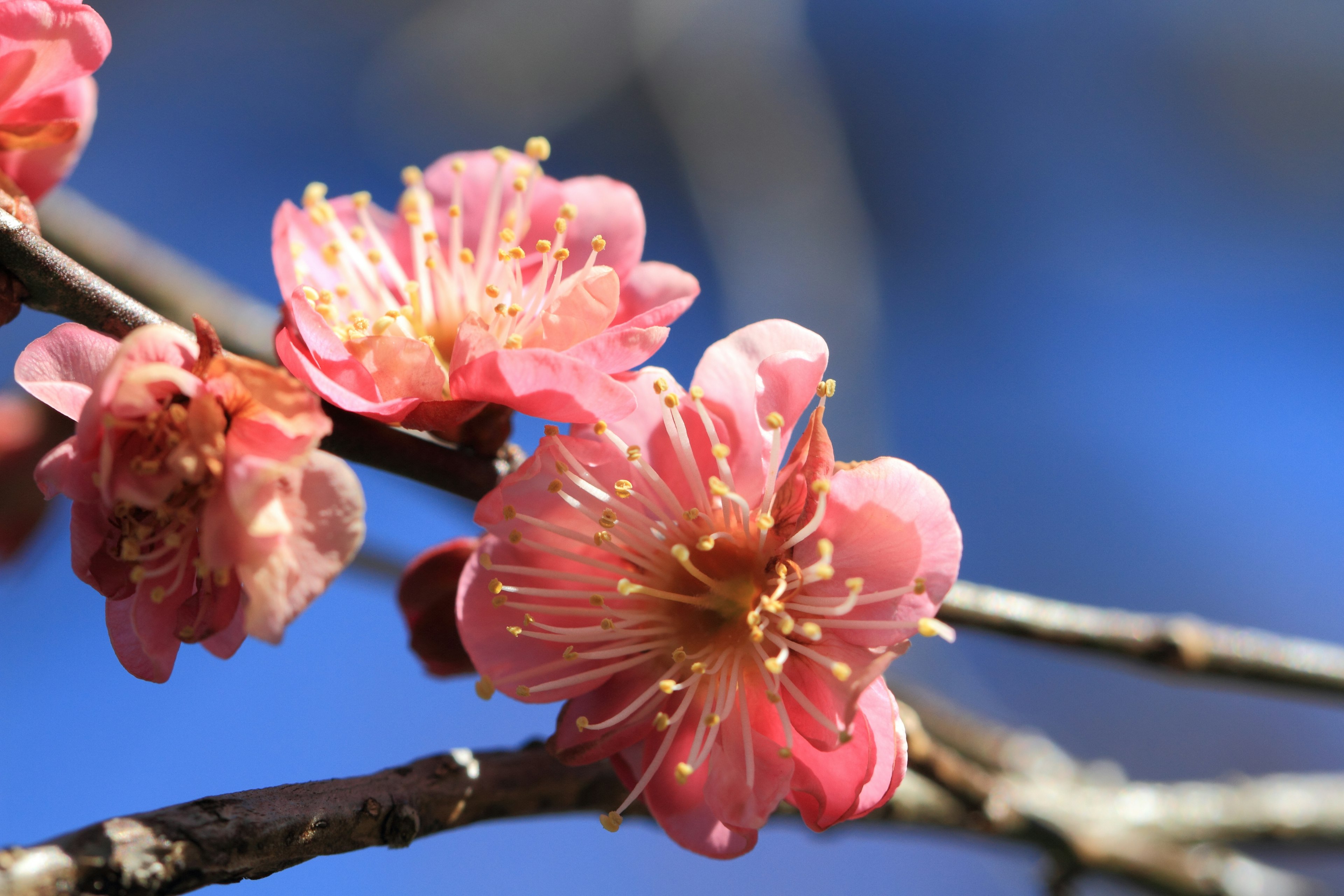 Gros plan sur des fleurs de cerisier avec des pétales roses vifs sur fond de ciel bleu