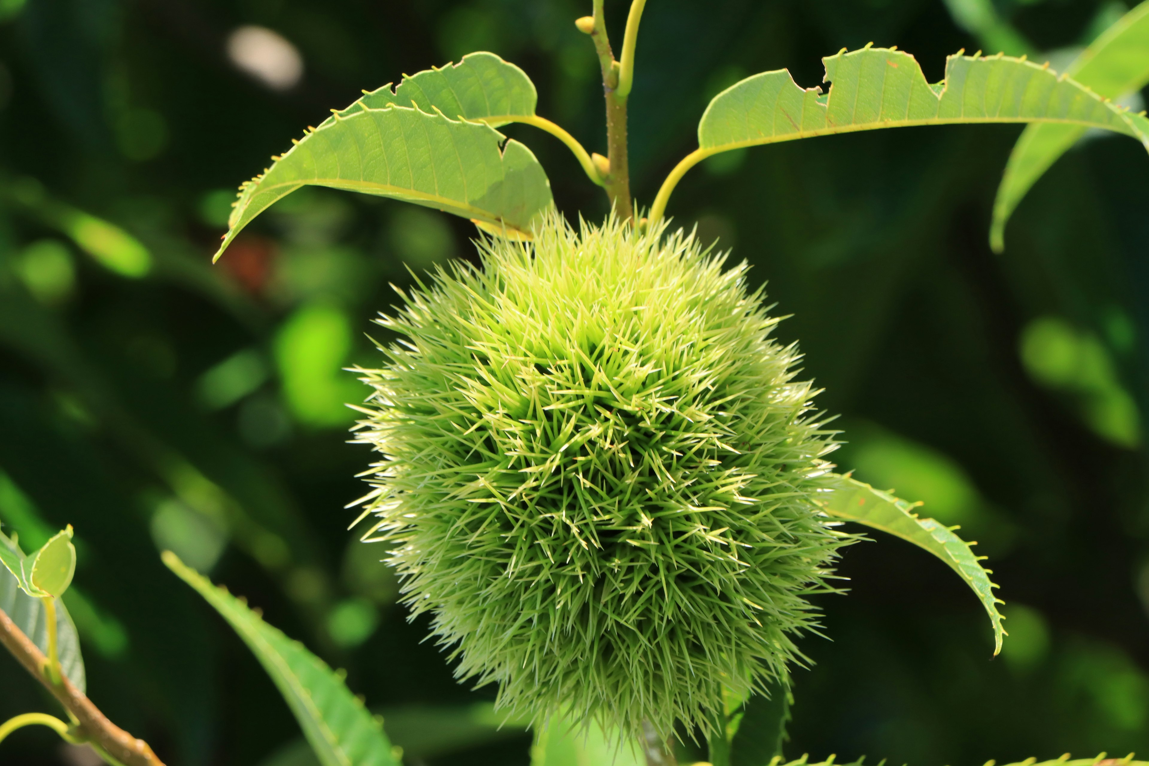 Fruit sphérique vert épineux avec des feuilles visibles