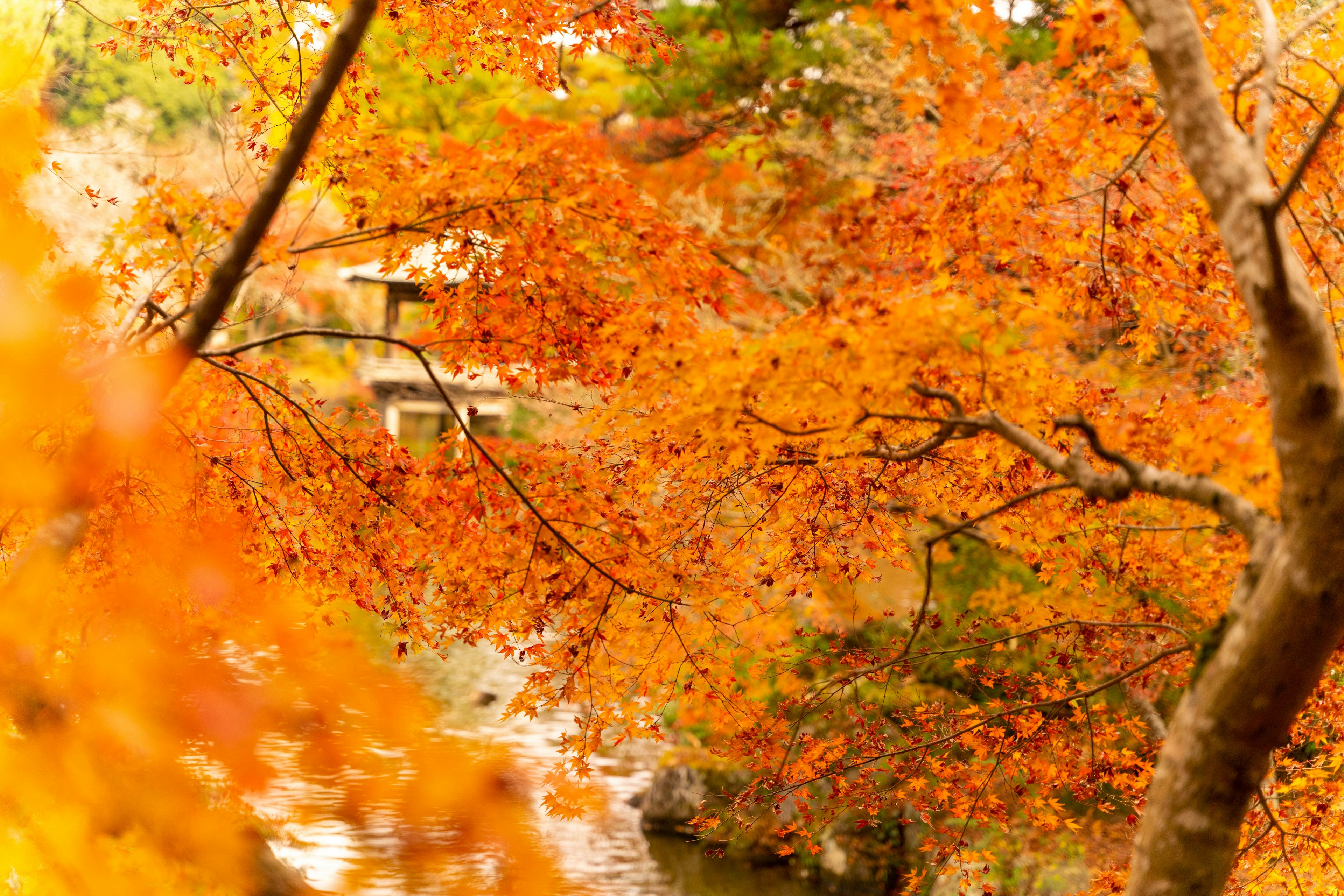 Malerscher Blick auf Herbstlaub mit leuchtend orangefarbenen Blättern nahe einem Fluss