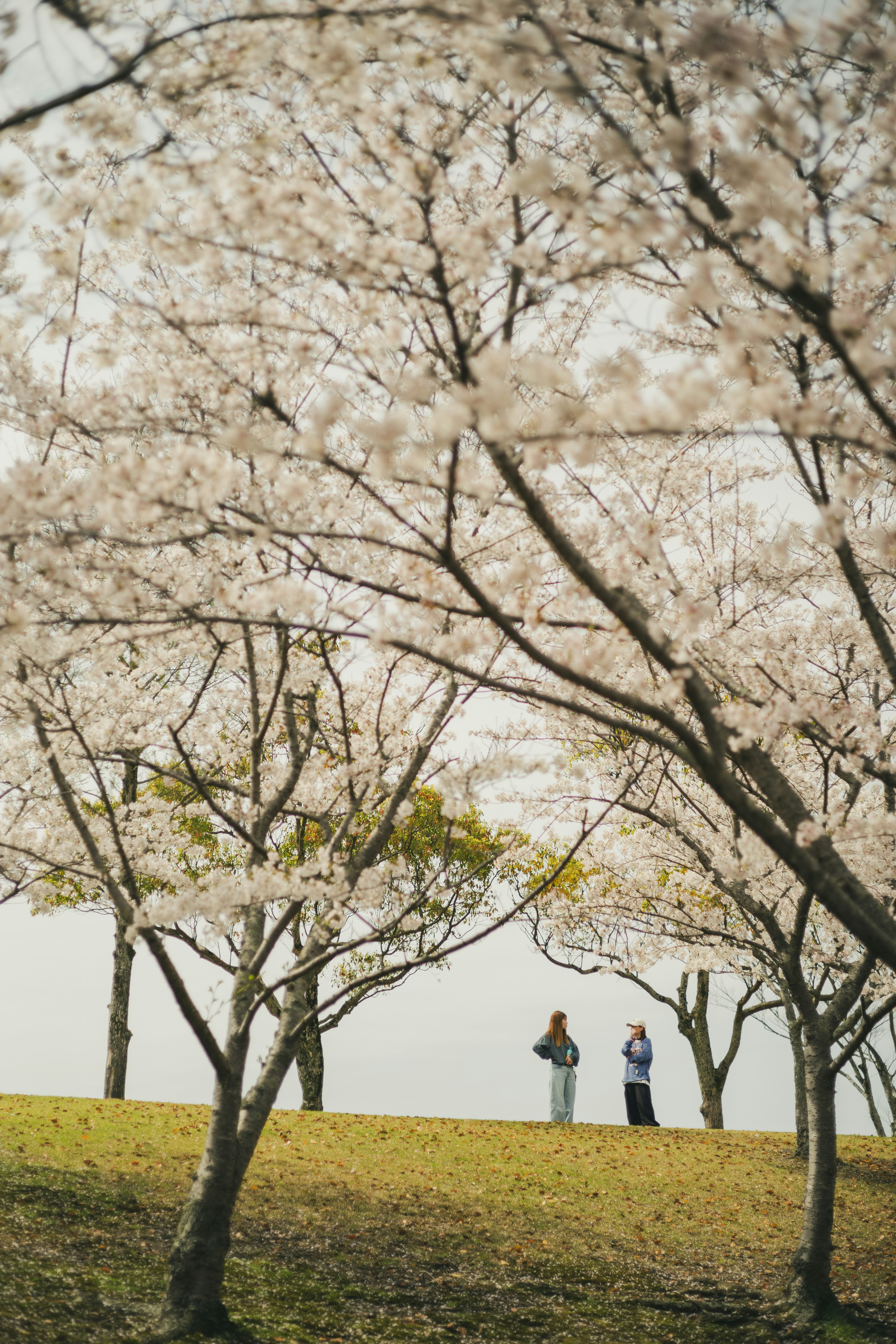 Two people standing among cherry blossom trees on green grass