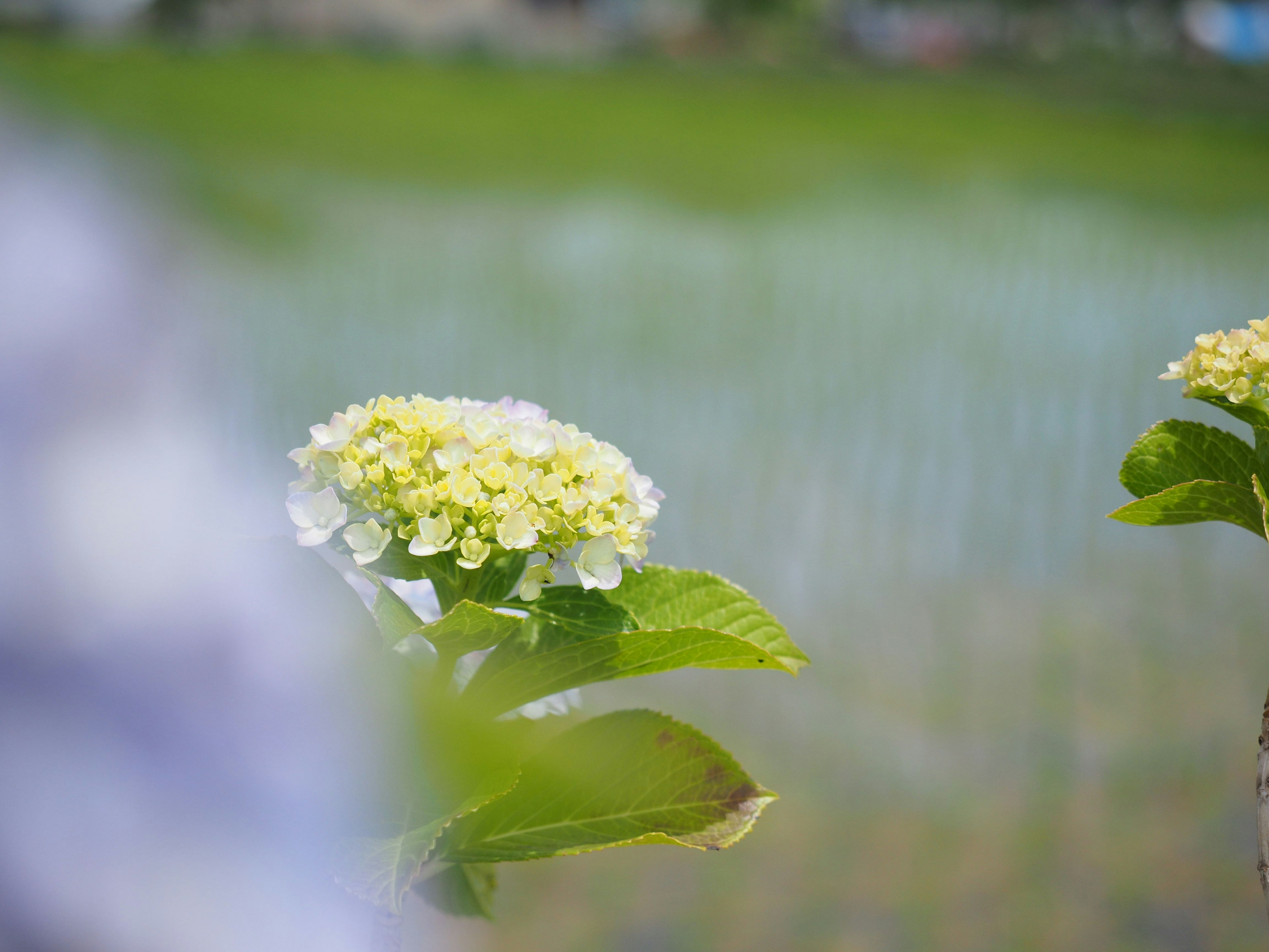 Primo piano di una pianta con fiori gialli chiari su sfondo di campo di riso verde