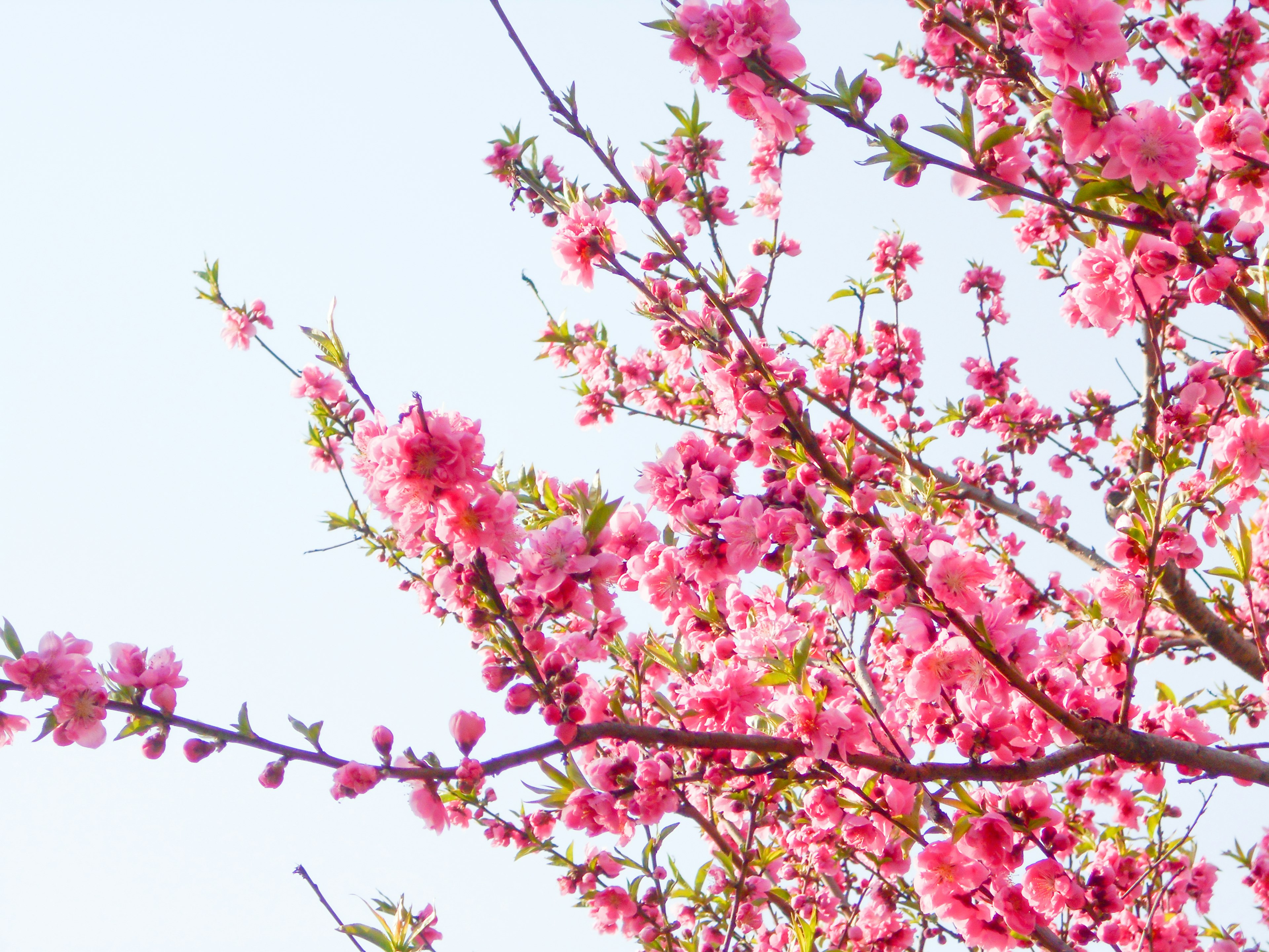 Acercamiento de ramas de cerezo en plena floración