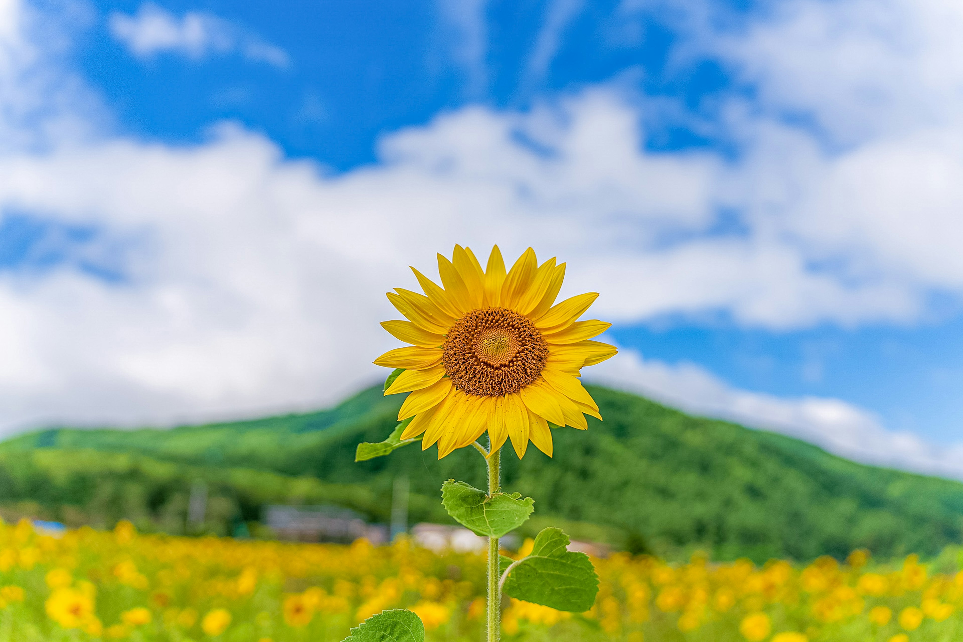 青空の下で咲くひまわりの花と広がるひまわり畑