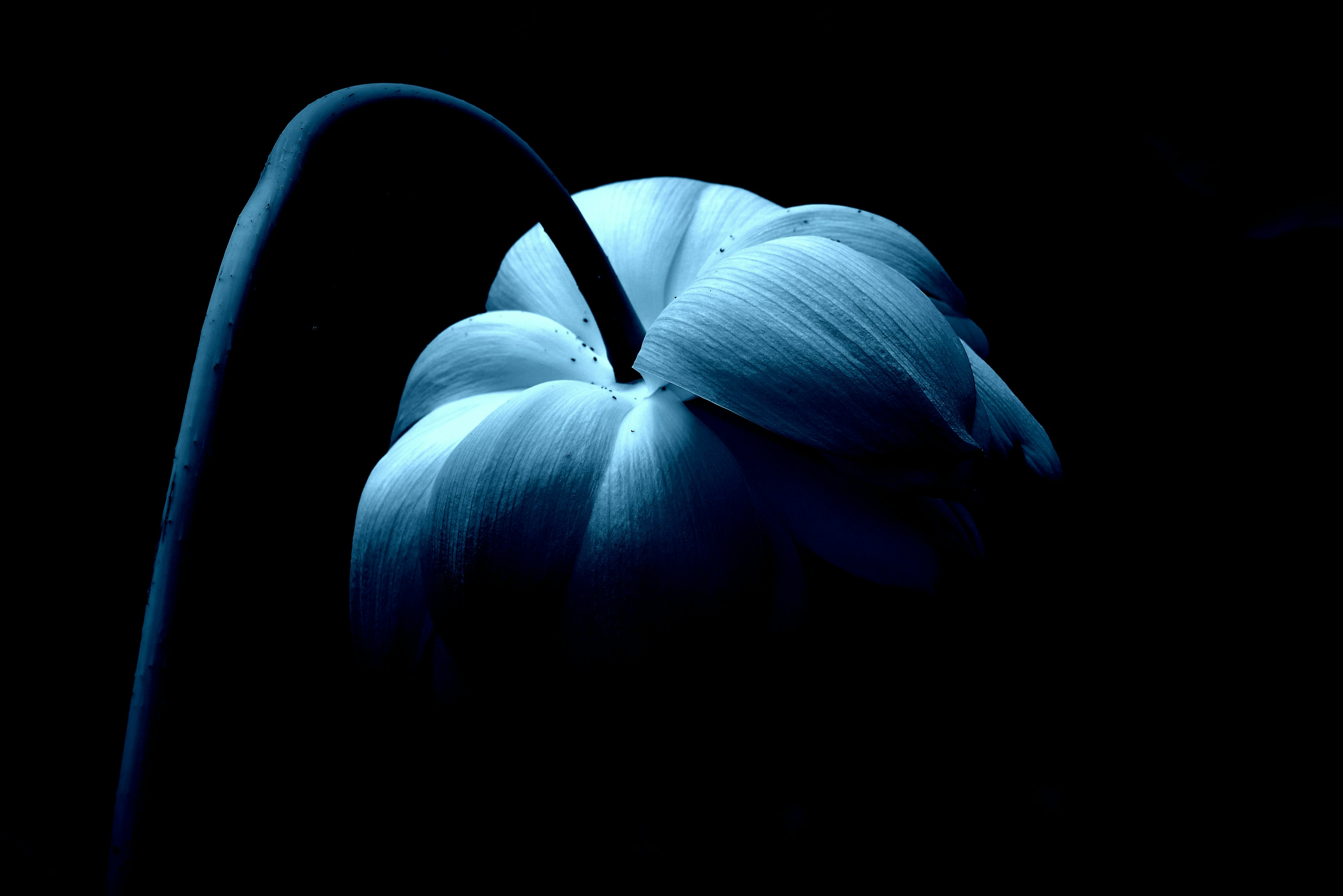 A pale blue flower bud stands out against a dark background