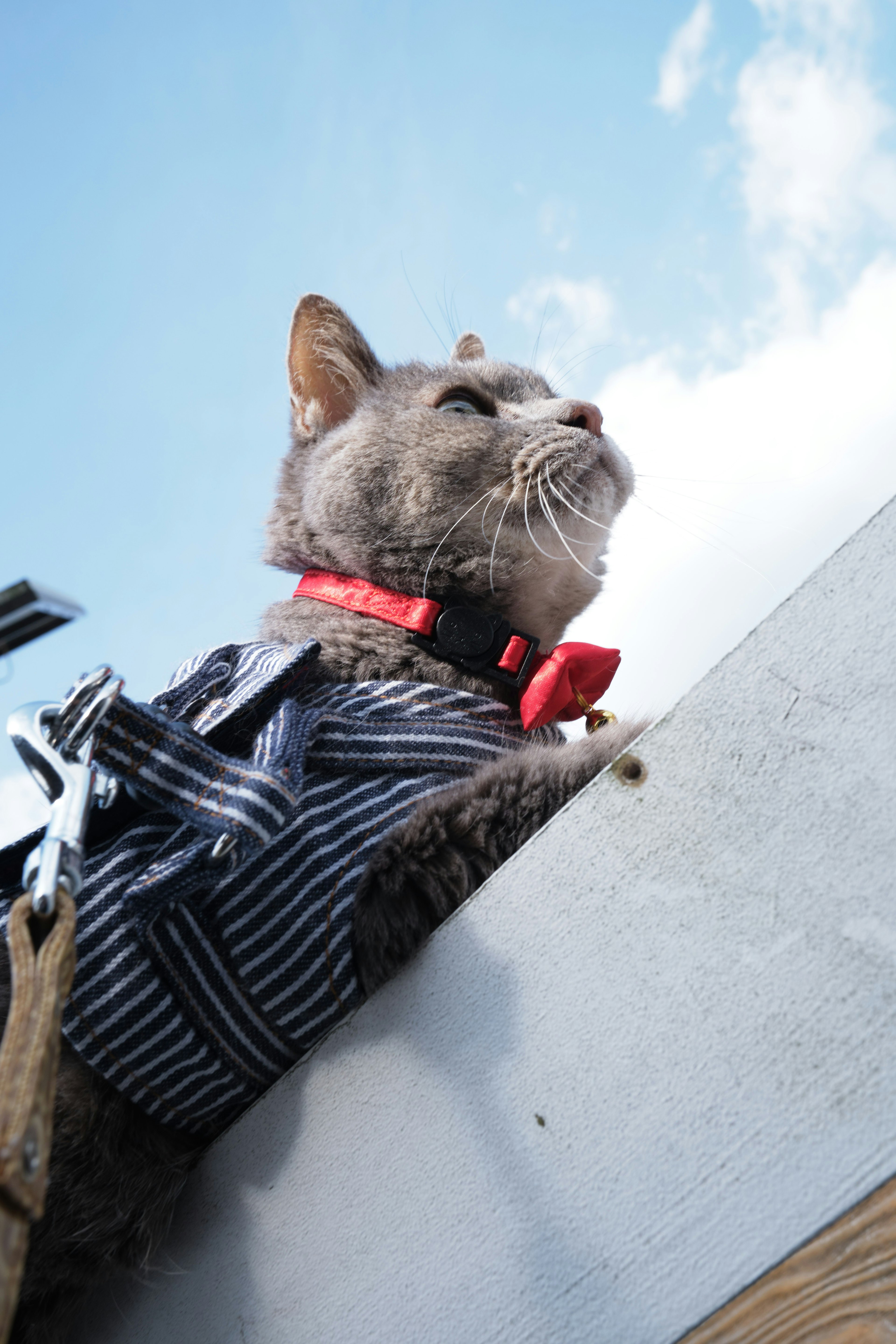 Cat wearing a harness looking outside