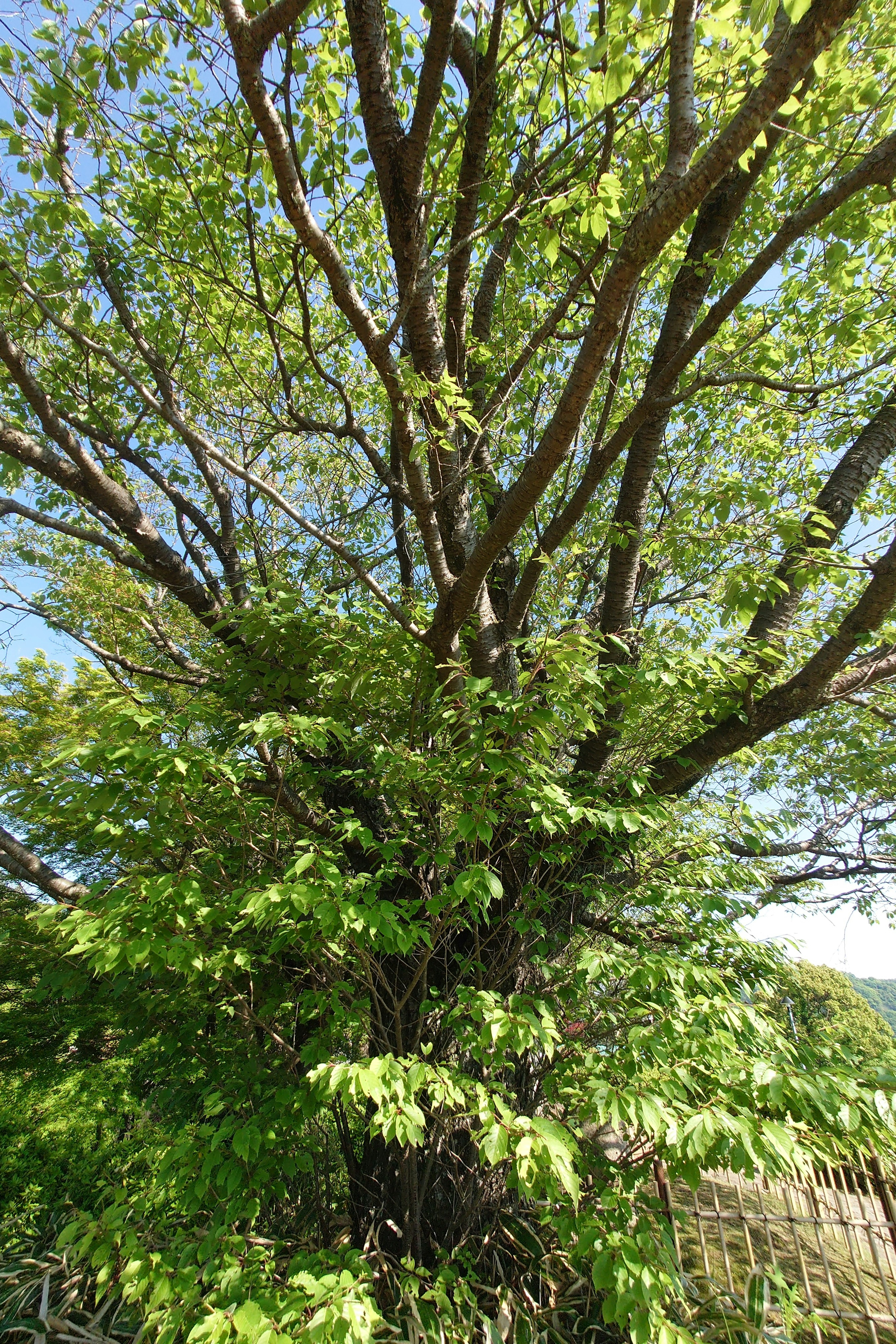 Gambar pohon besar dengan daun hijau subur