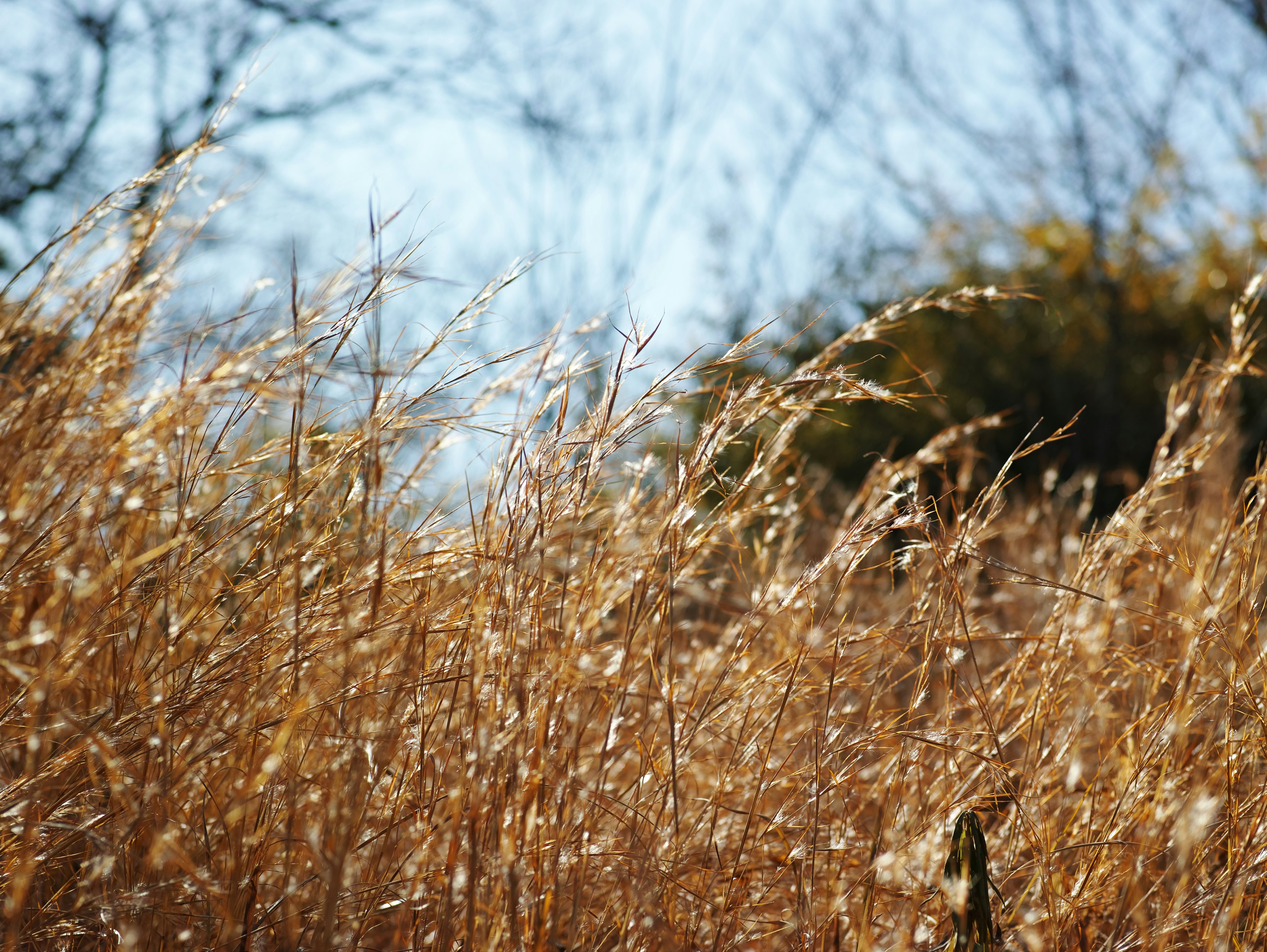 Goldene Gräser, die unter einem blauen Himmel wehen