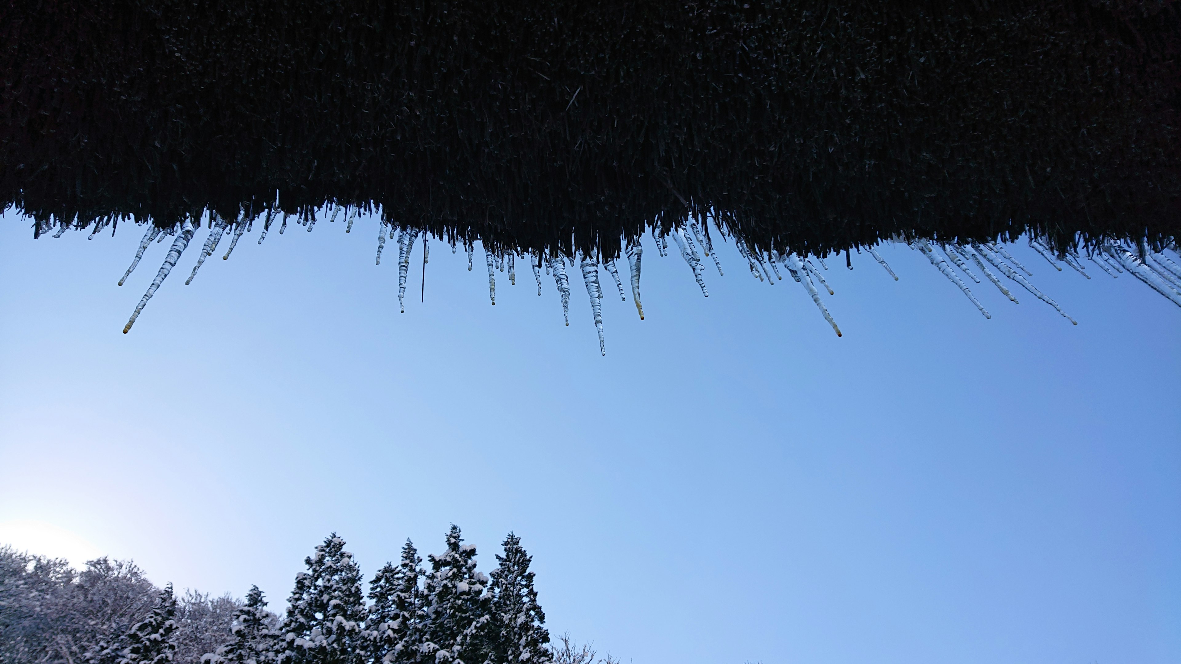 雪に覆われた木々と青空を背景に氷のつららが見える