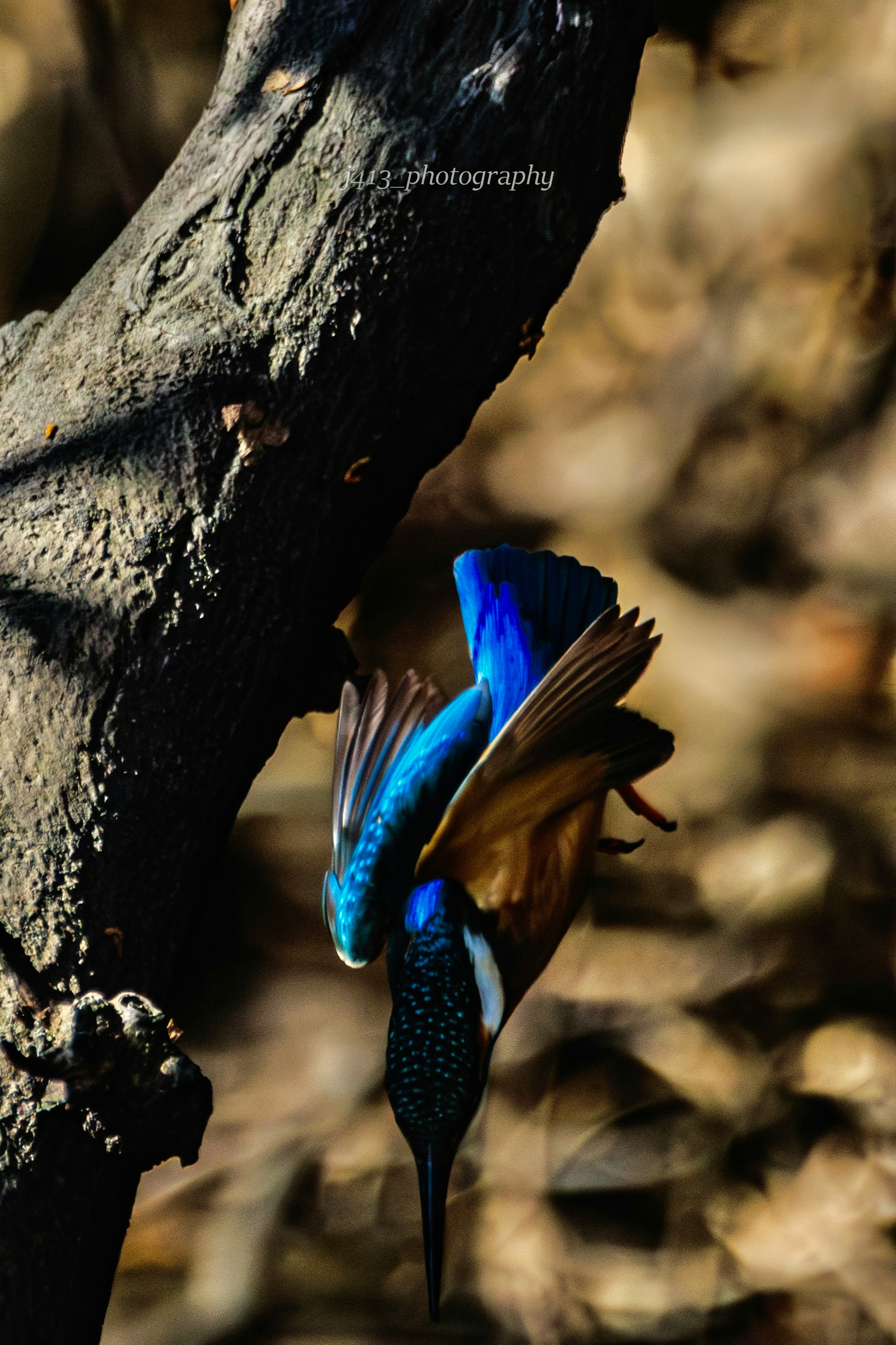 Ein Eisvogel mit blauen und orangefarbenen Federn, der kopfüber von einem Ast hängt