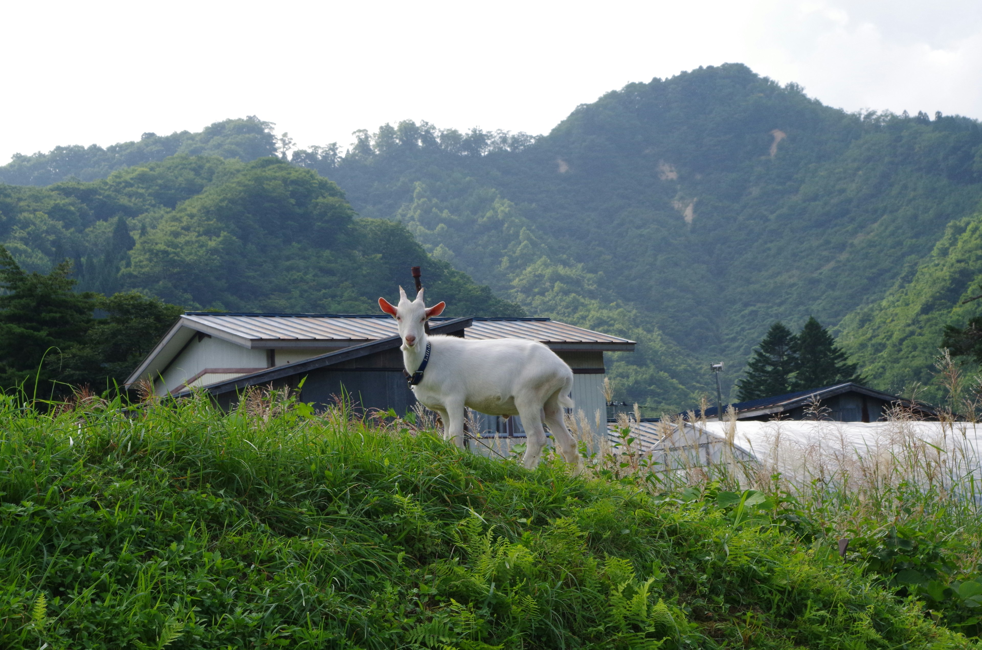 一隻白色山羊站在綠色草地上，背景是山脈