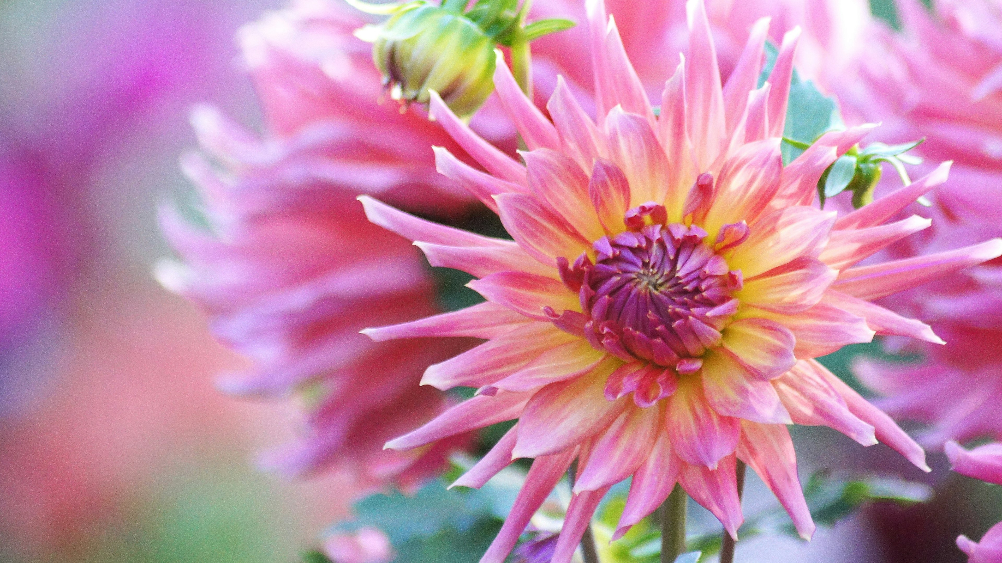 Bunga dahlia pink cerah di fokus dengan latar belakang kabur