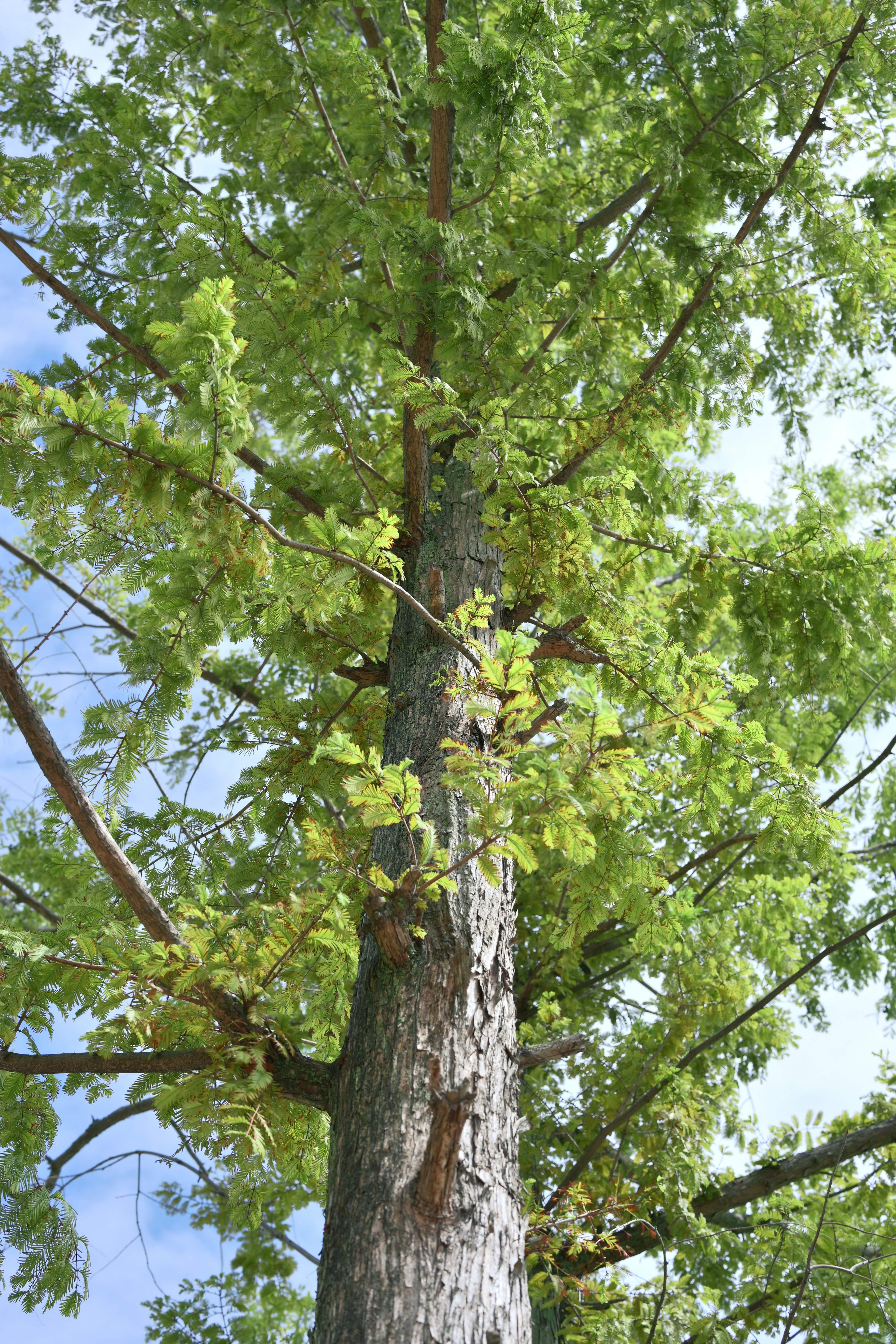 Tall tree trunk with spreading green leaves